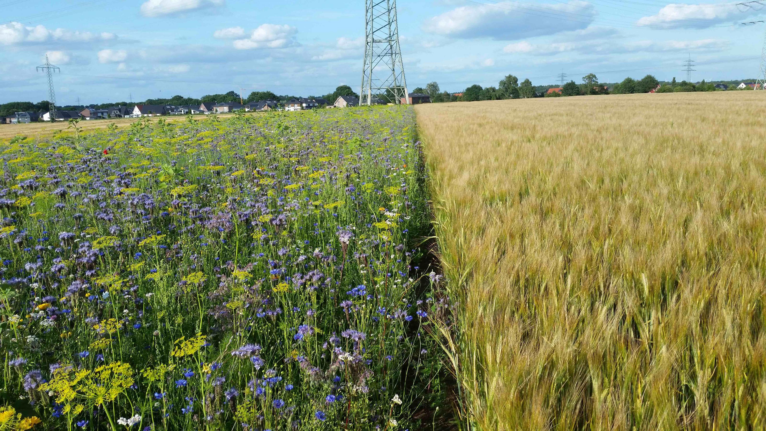 Ein rund zwölf Meter breiter Blühstreifen, hauptsächlich blau mit Phacelia und Kornblumen, grenzt an ein Feld mit erntereifem Weizen