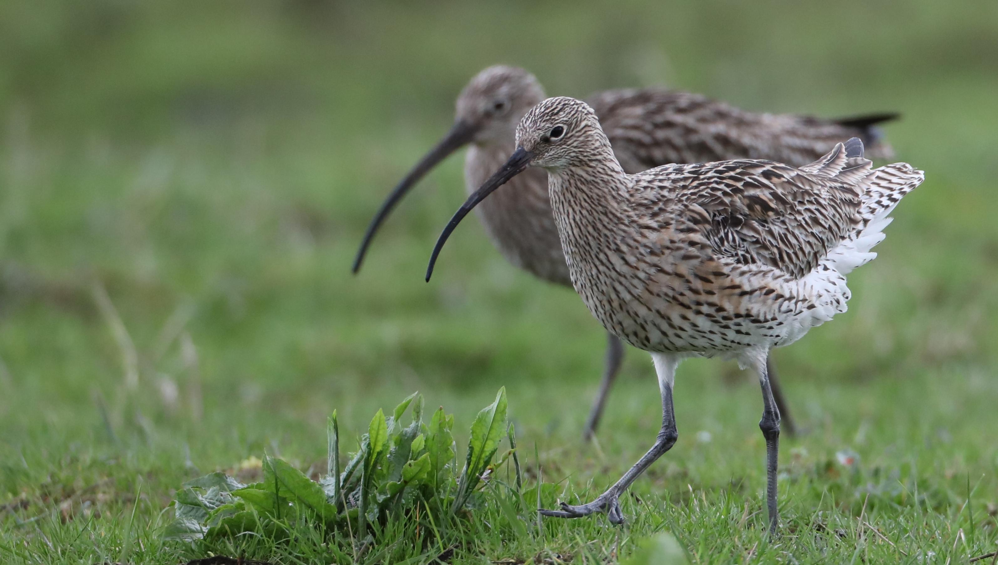 Zwei größere Vögel mit gebogenen Schnäbeln nebeneinander in einer Wiese.