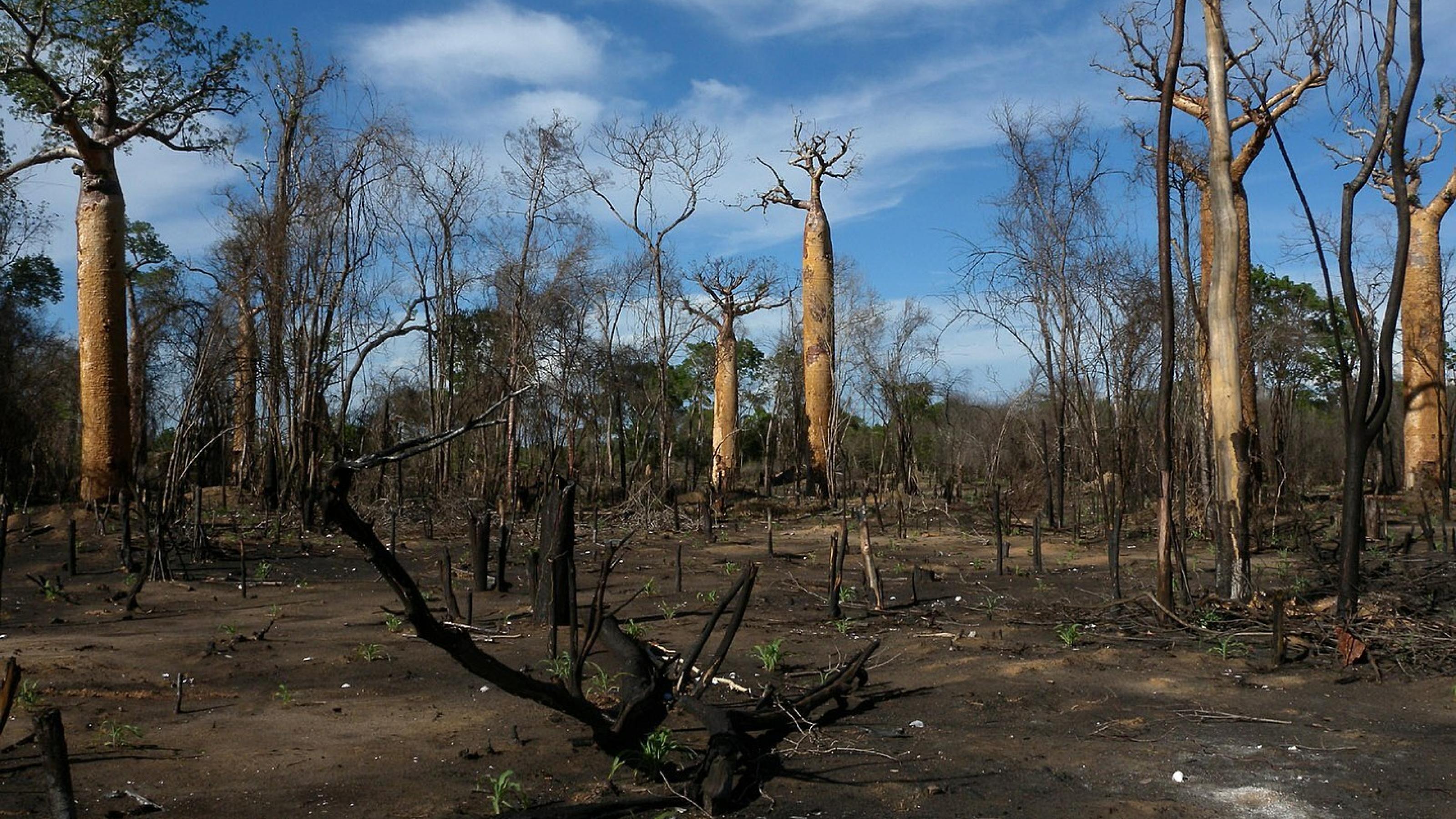 Nur ein paar Bäume haben die Feuersbrunst in Morondava auf Madagaskar überlebt.