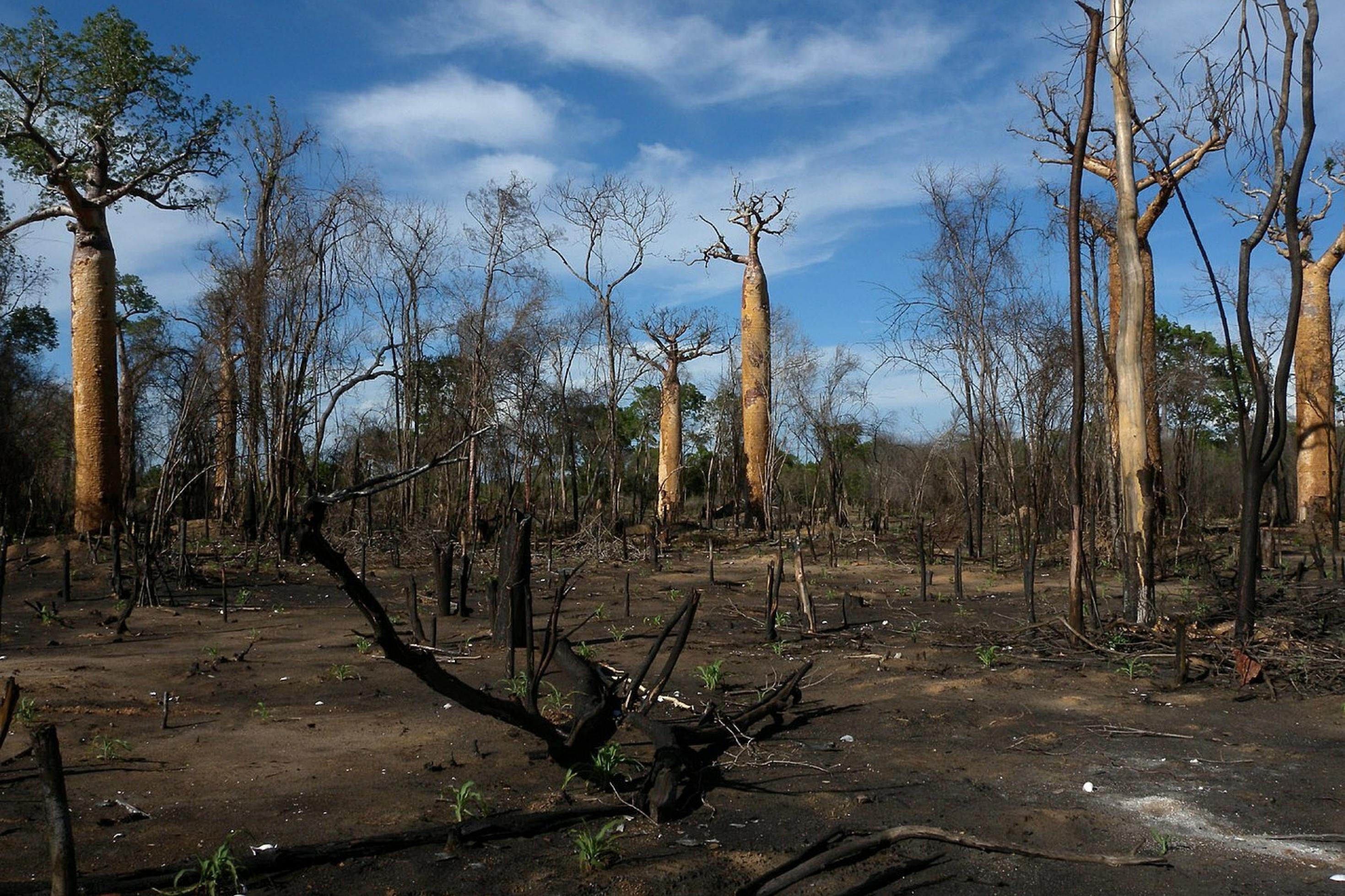 Nur ein paar Bäume haben die Feuersbrunst in Morondava auf Madagaskar überlebt.