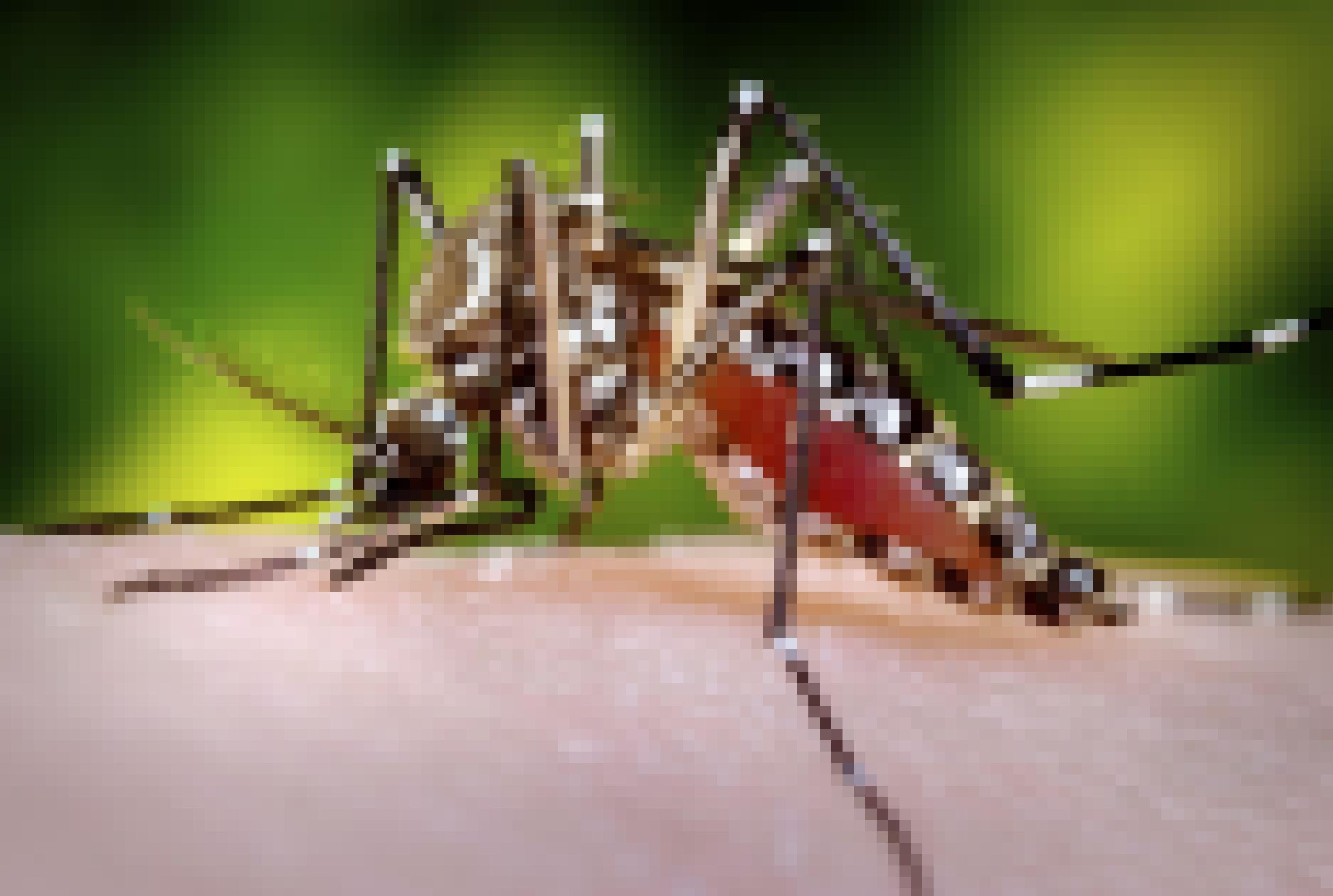 Eine weibliche Denguemücke auf der Haut eines Menschen saugt sich mit Blut voll.