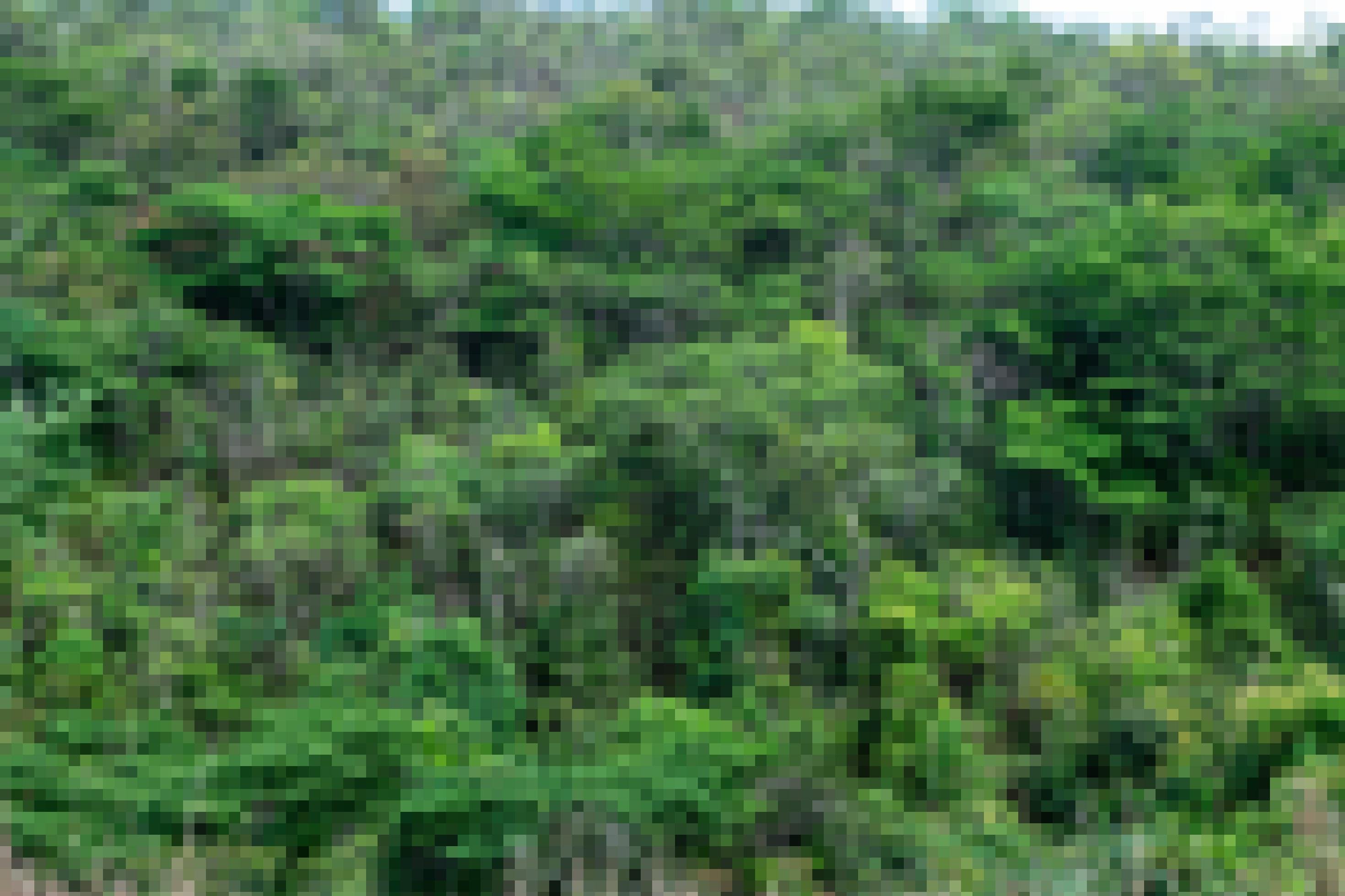 Natürliche Cerrado-Vegetation, Turmalina, Minas Gerais, Brasilien