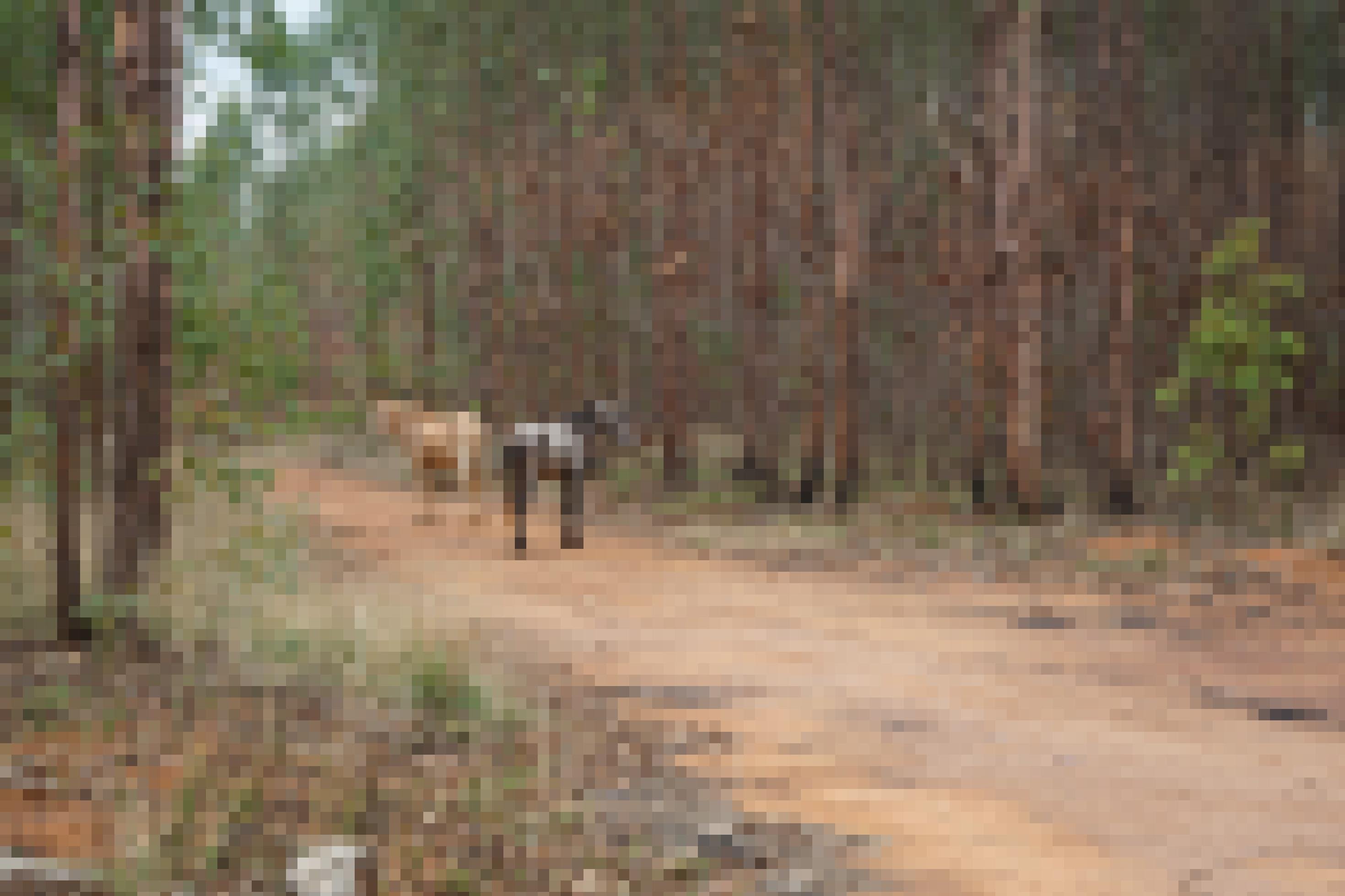 Zwei Pferde auf einem Trampfelpfad umgeben von kerzengeraden Eukalyptus-Stämmen.