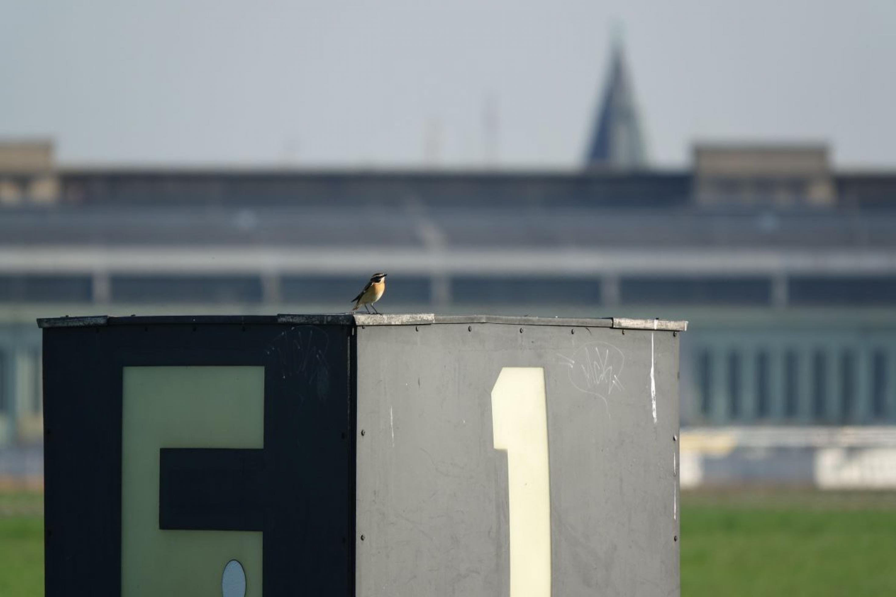 Auf dem Dach einer Baracke am Rand des Tempelhofer Felds sitzt ein Braunkehlchen. Das Tempelhofer Feld liegt mitten in Berlin und ist eines der wenigen Großstadtbiotope, in denen Vögel der offenen Landschaft vorkommen