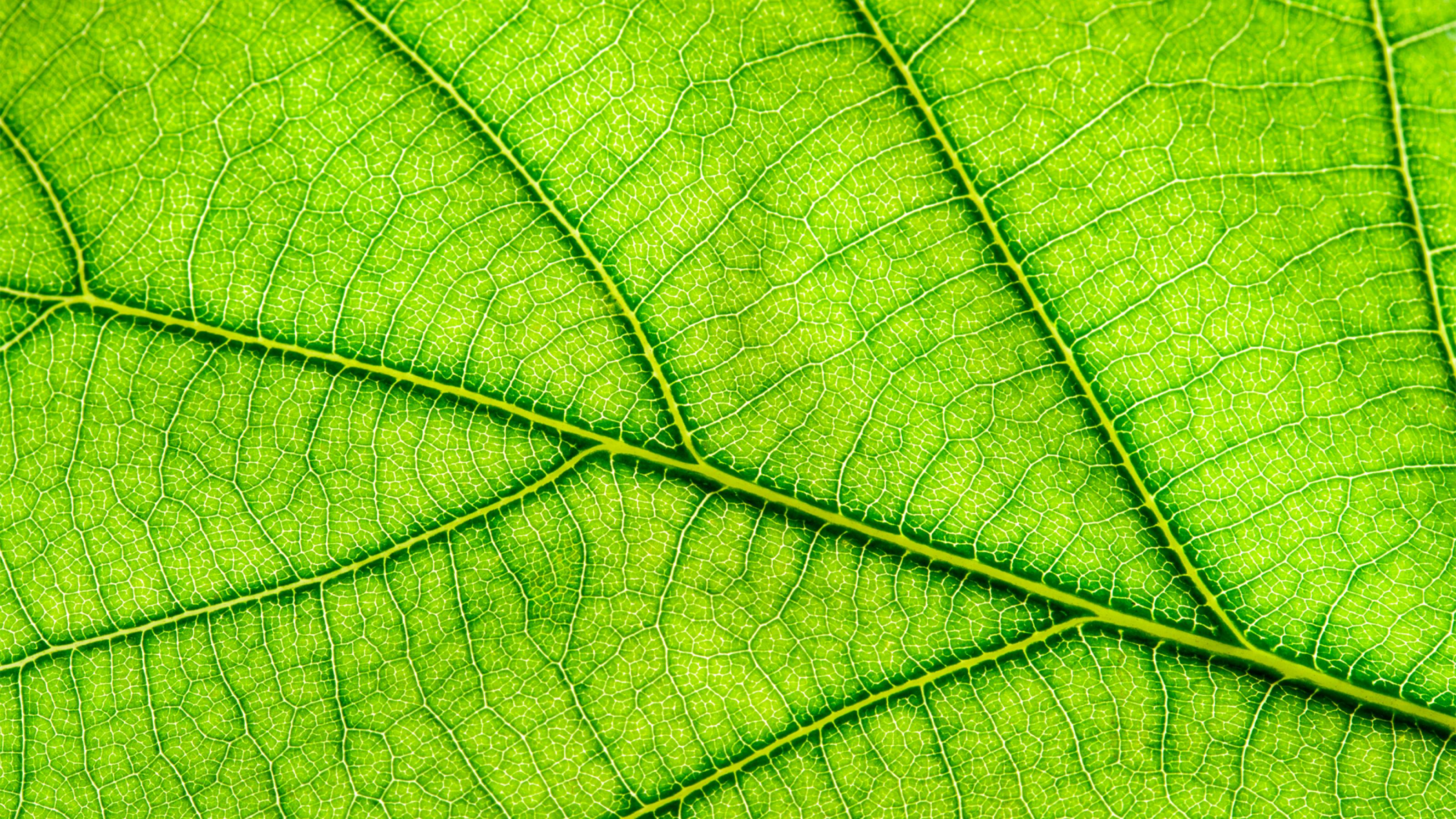 Nahaufnahme eines grünen Blattes, durch das Sonnenlicht scheint und die Blattadern gut sichtbar hervortreten lässt