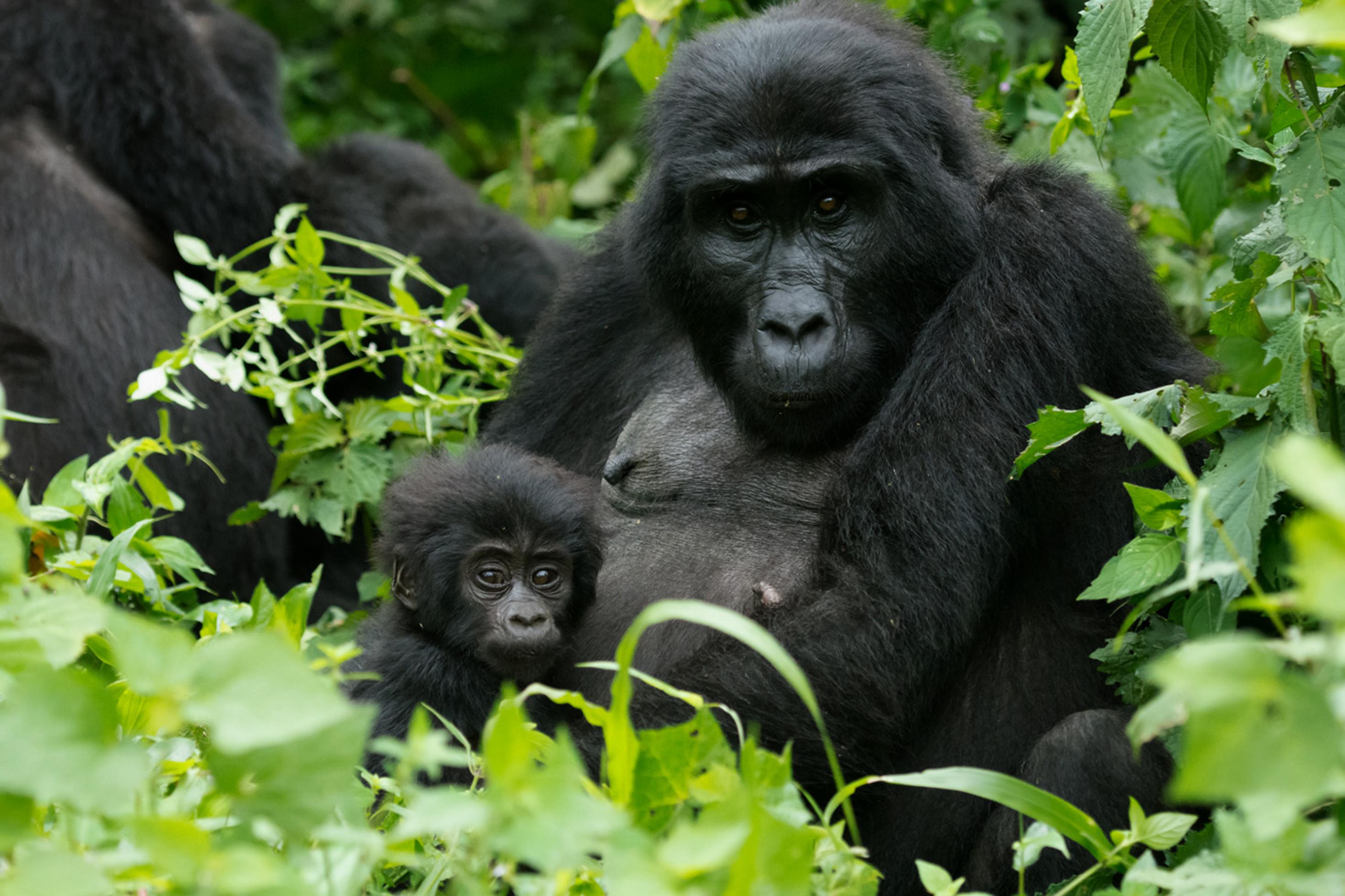 ein Gorilla mit einem Baby-Gorilla [AI]