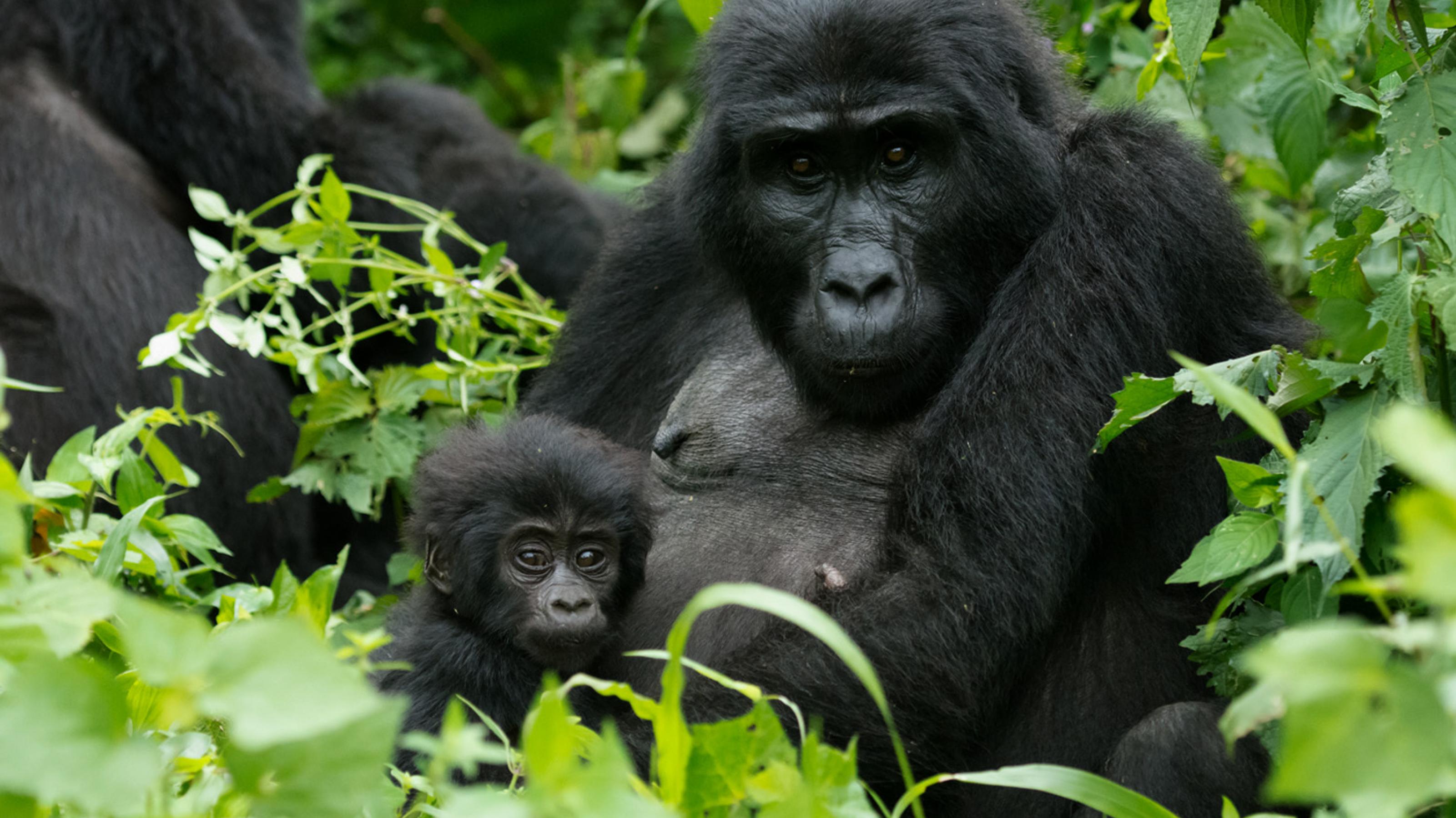 ein Gorilla mit einem Baby-Gorilla [AI]