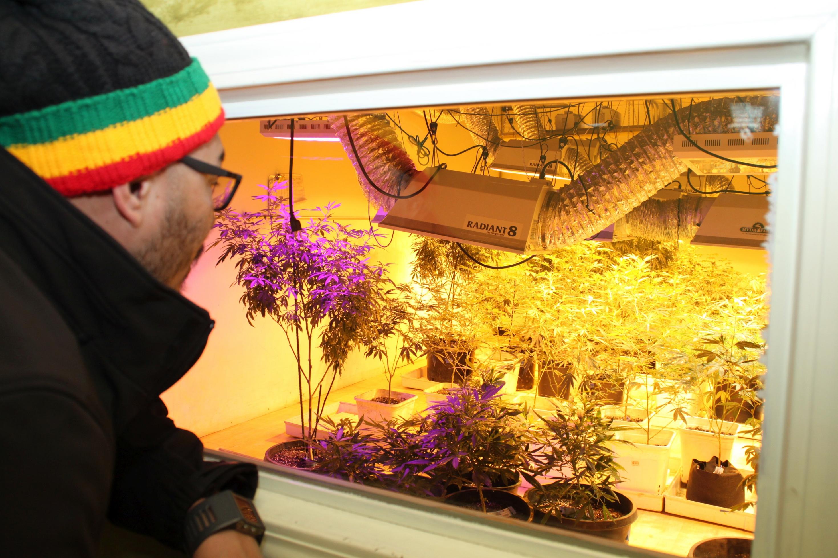 Ein Mann blickt durchs Fenster. Dahinter blüht Cannabis.