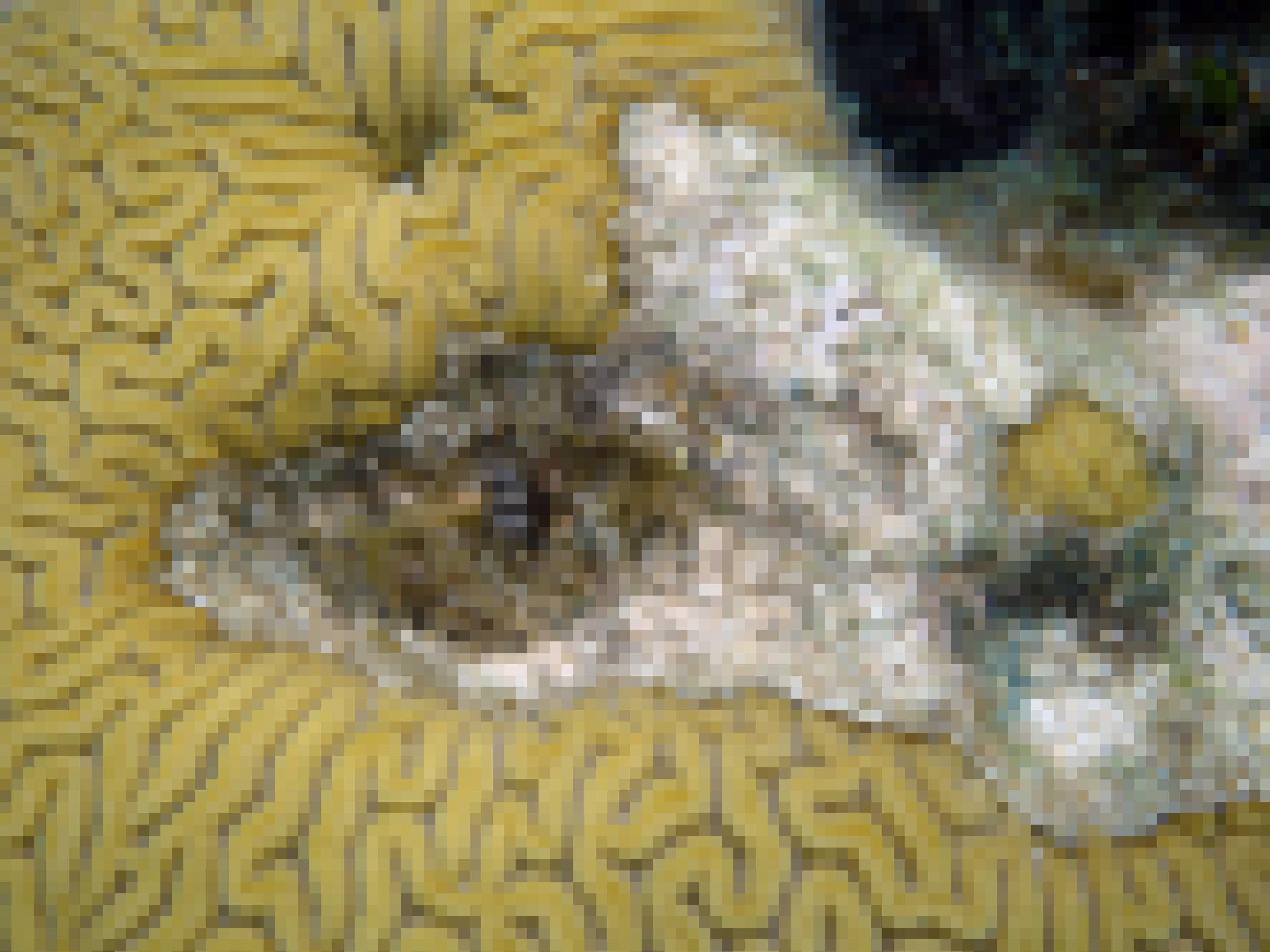 Foto einer gelben Koralle, die in der Mitte abgestorben ist. Kaum zu erkennen sitzt dort eine Wurmschnecke, die wohl die Todeszone geschaffen hat.