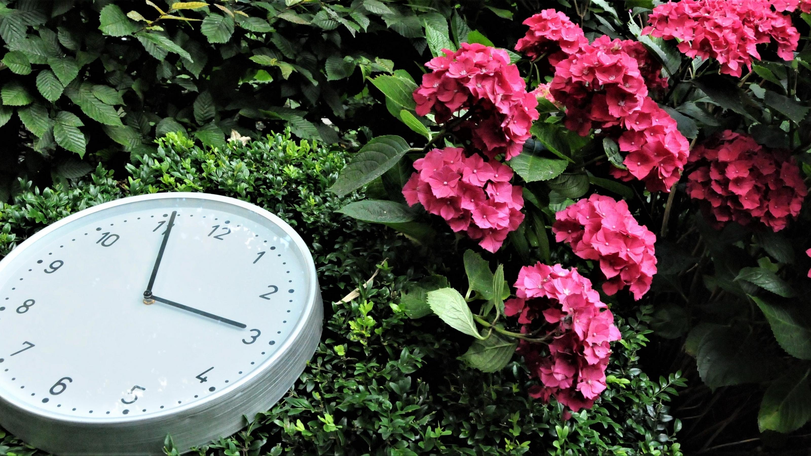 Eine Uhr liegt auf einem rot blühenden Hortensienstrauch. Die Uhr zeigt fünf vor drei.
