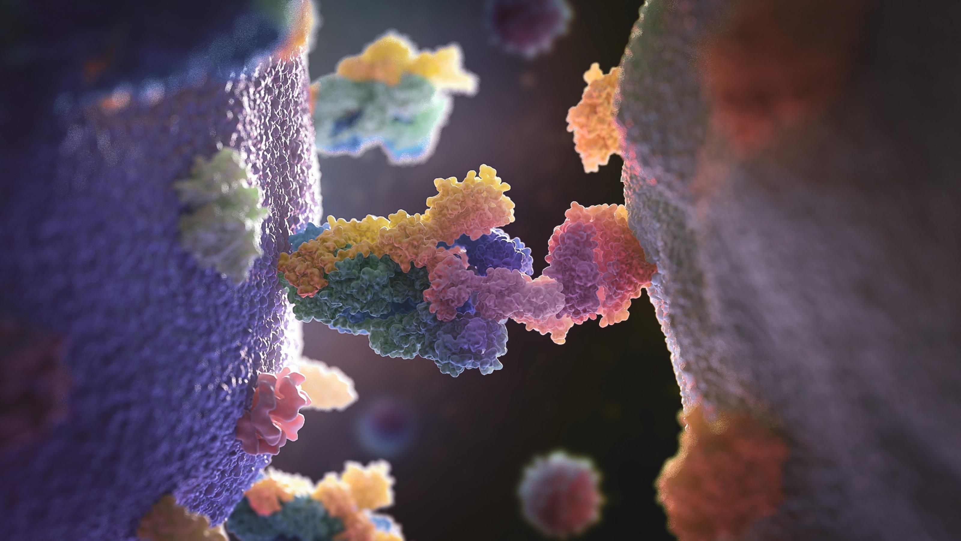 Ein Coronavirus und eine gewöhnliche Zelle berühren sich. Die Verbindung nehmen zwei Oberflächenproteine auf, die wie Dornen aus dem Virus  bzw. der Zellwand heraus ragen.