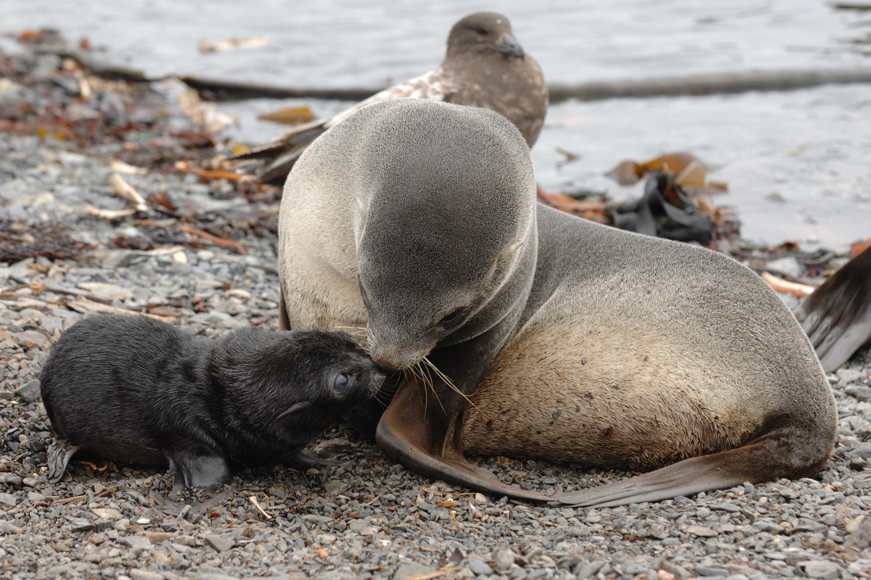 Robbenmutter mit neugeborenem Jungtier