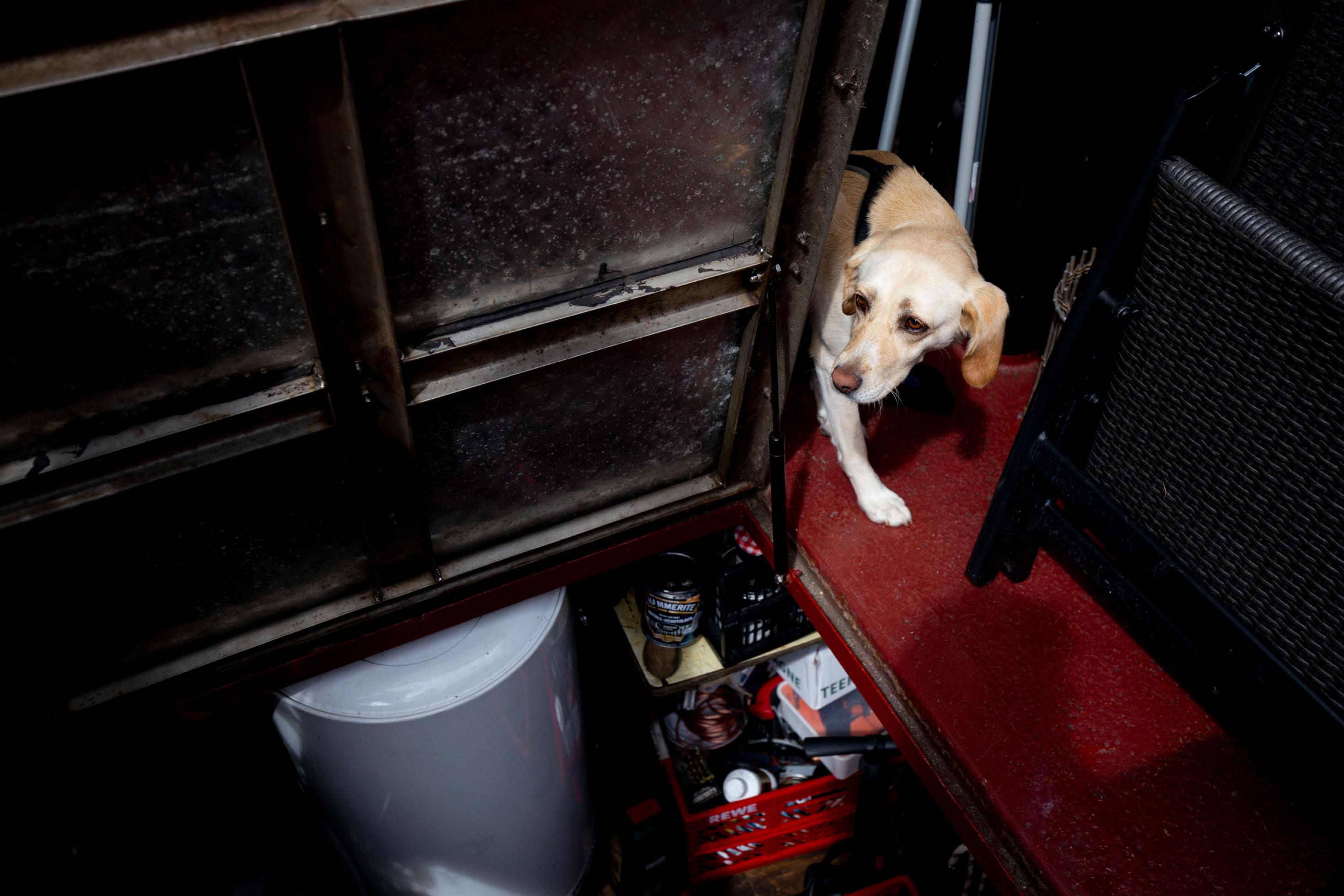 Hund schaut an Bord des Schleppers von Miriam und Rainer um eine Ecke