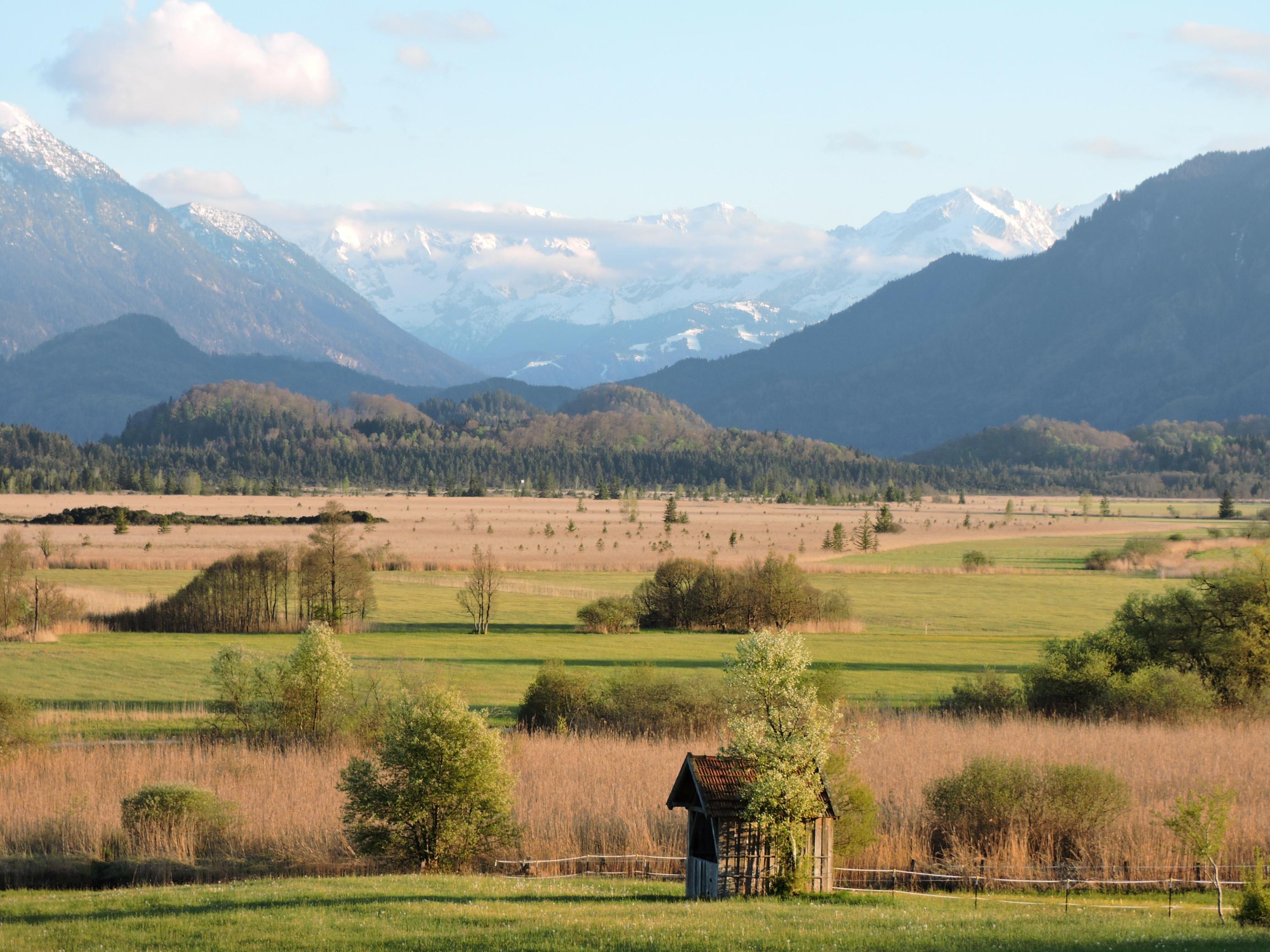 Gelbe Seggen-Schilfröhrichte, dazwischen grüne Wiesen, im Hintergrund die noch schneebedeckten Alpengipfel