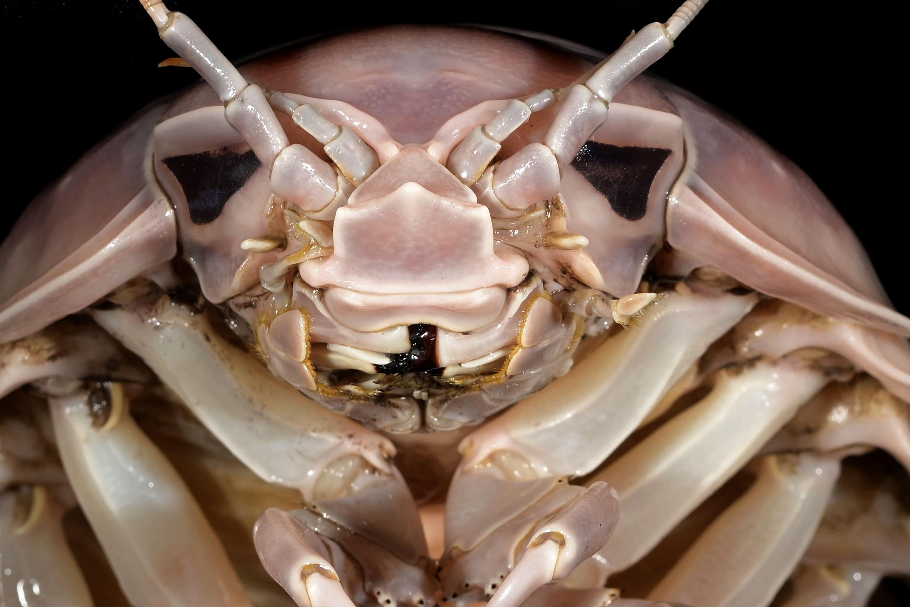 Eine Riesenassel von vorn. Sie ist hell gefärbt und hat Ähnlichkeit mit dem Gesicht von Darth Vader aus Star Wars.
