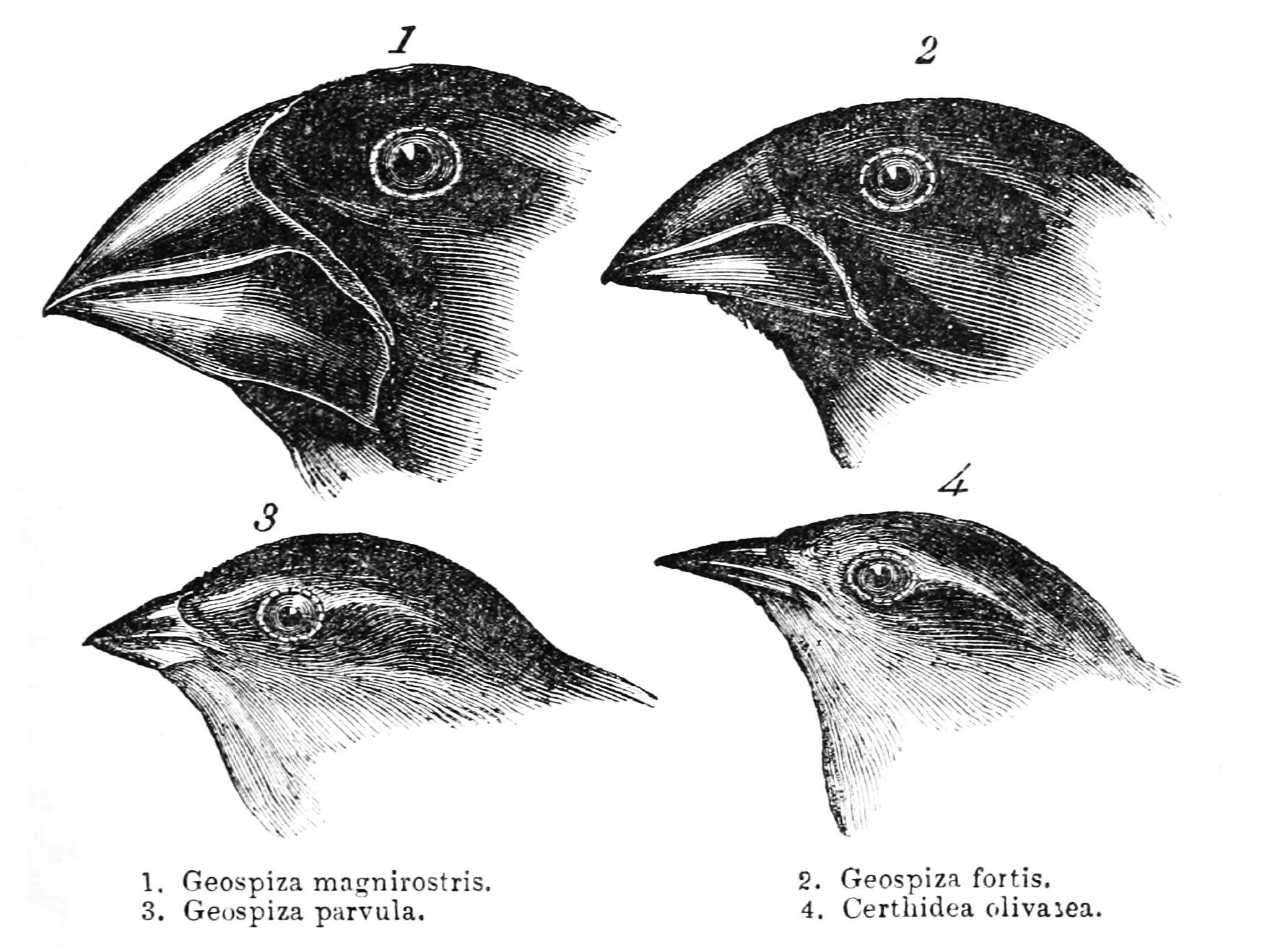 Darwinfinken, die Charles Darwin auf den Galapagos-Inseln vorfand, und später von John Gould zeichnen ließ. (Aus Charles Darwin: Journal of Researches into the Natural History and Geology of the
countries visited during the voyage round the world of H.M.S. Beagle, 1845.)
