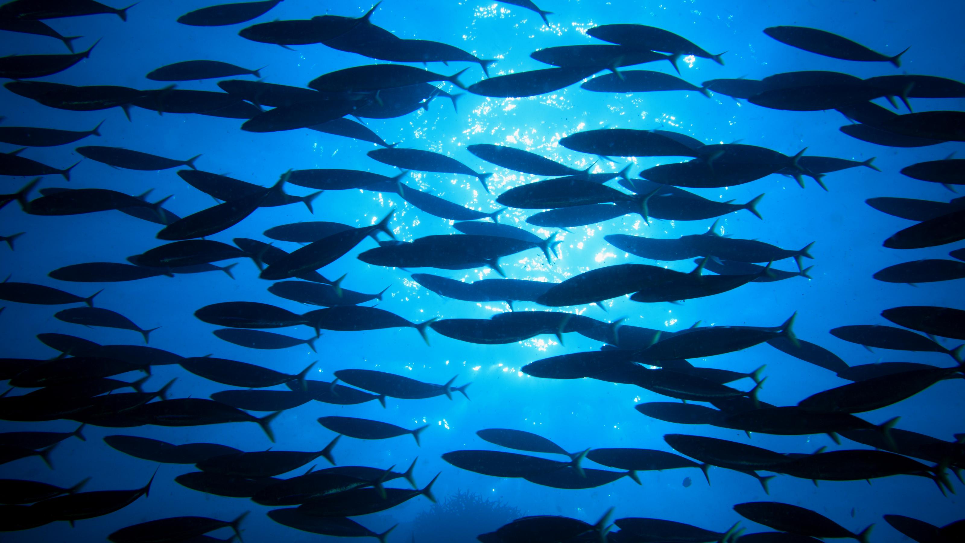 Fischschwarm im Gegenlicht (Malediven, Indischer Ozean) – Shoal of fish (Maldives, Indian ocean)