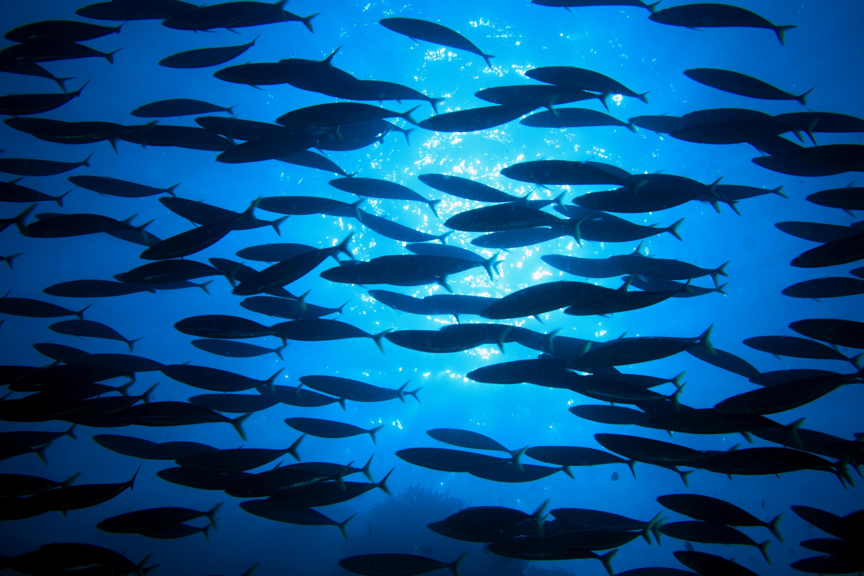 Fischschwarm im Gegenlicht (Malediven, Indischer Ozean) – Shoal of fish (Maldives, Indian ocean)