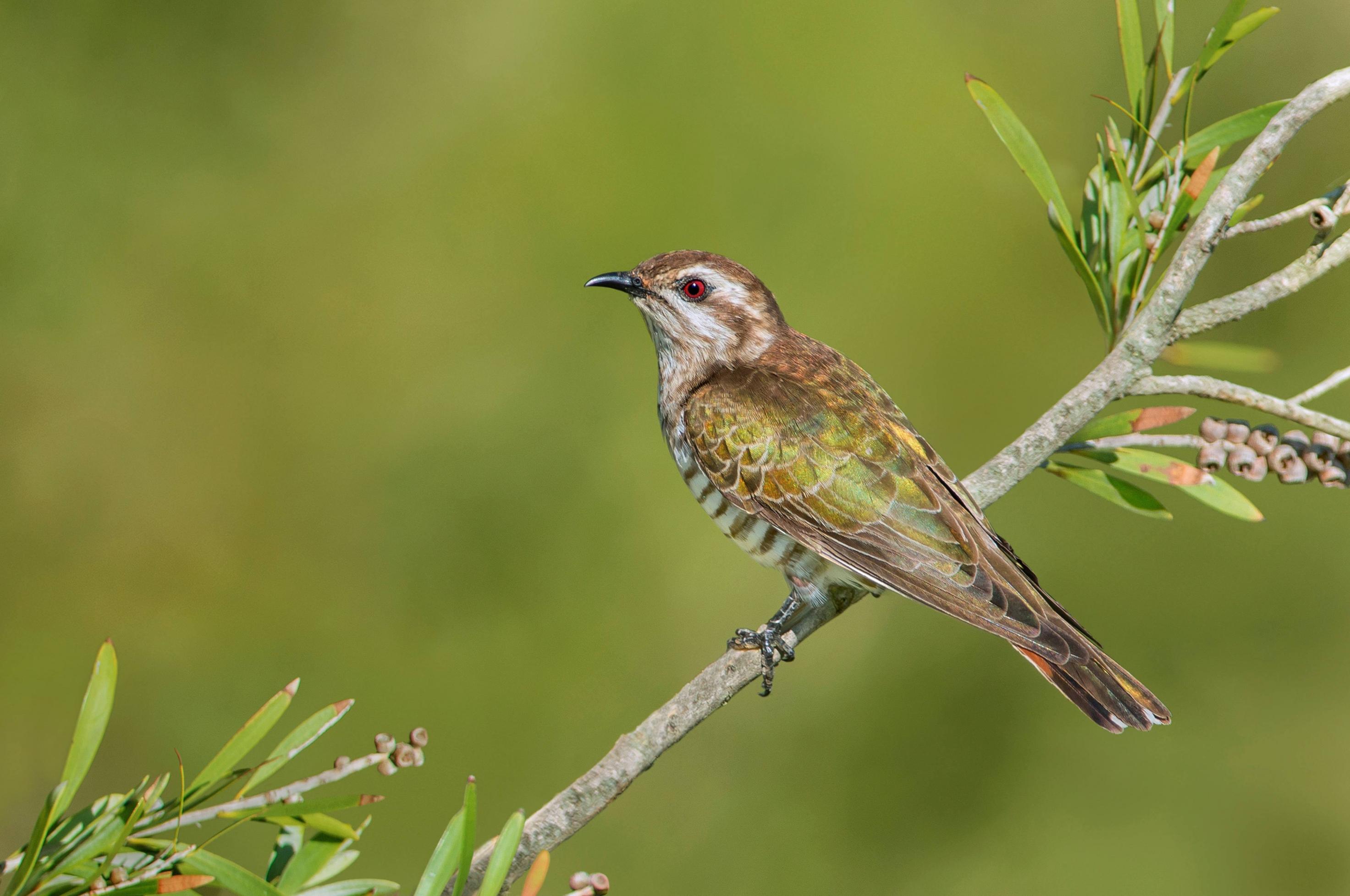 Ein grün und braun gefiederter Vogel auf einem Zweig mit rötlichen Schwanzfedern