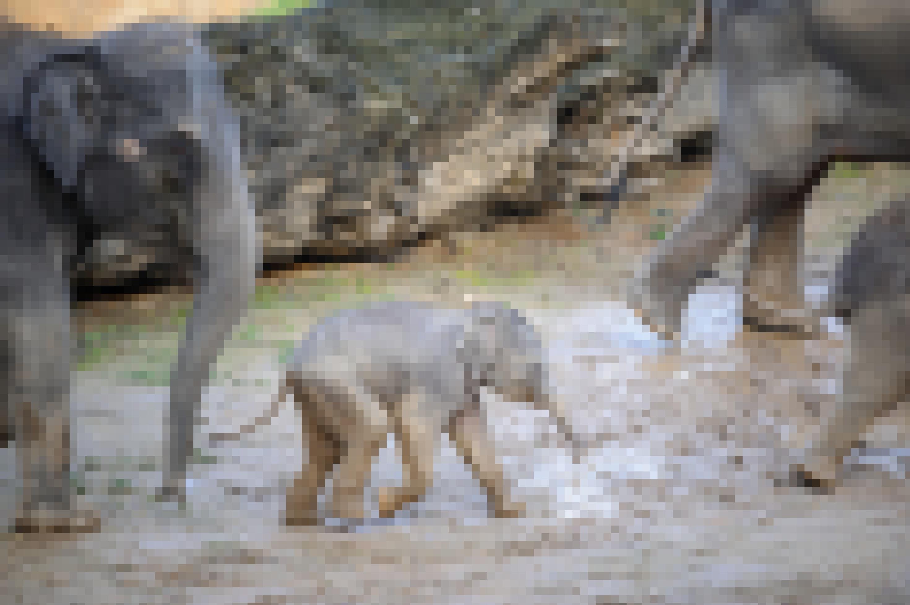 Babyelefant läuft in seiner Herde mit.