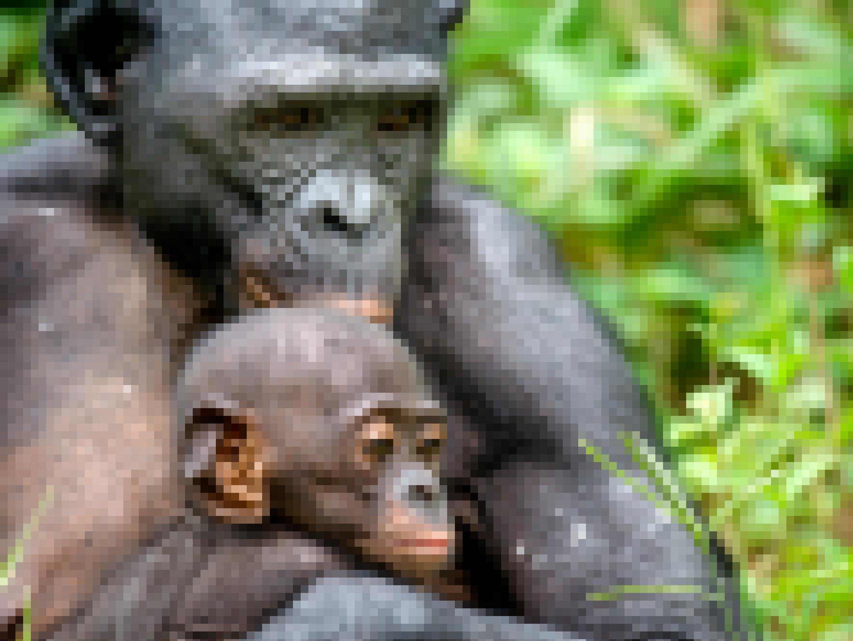 Bonoboweibchen hält sein Jungtier im Arm.