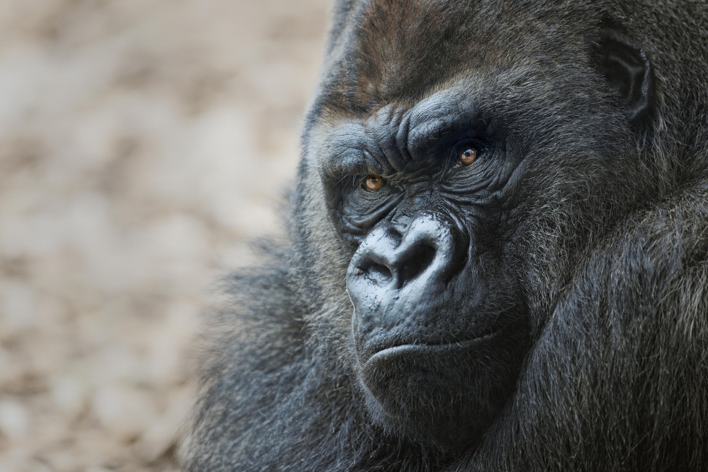 Gesicht eines Gorillas in Großaufnahme