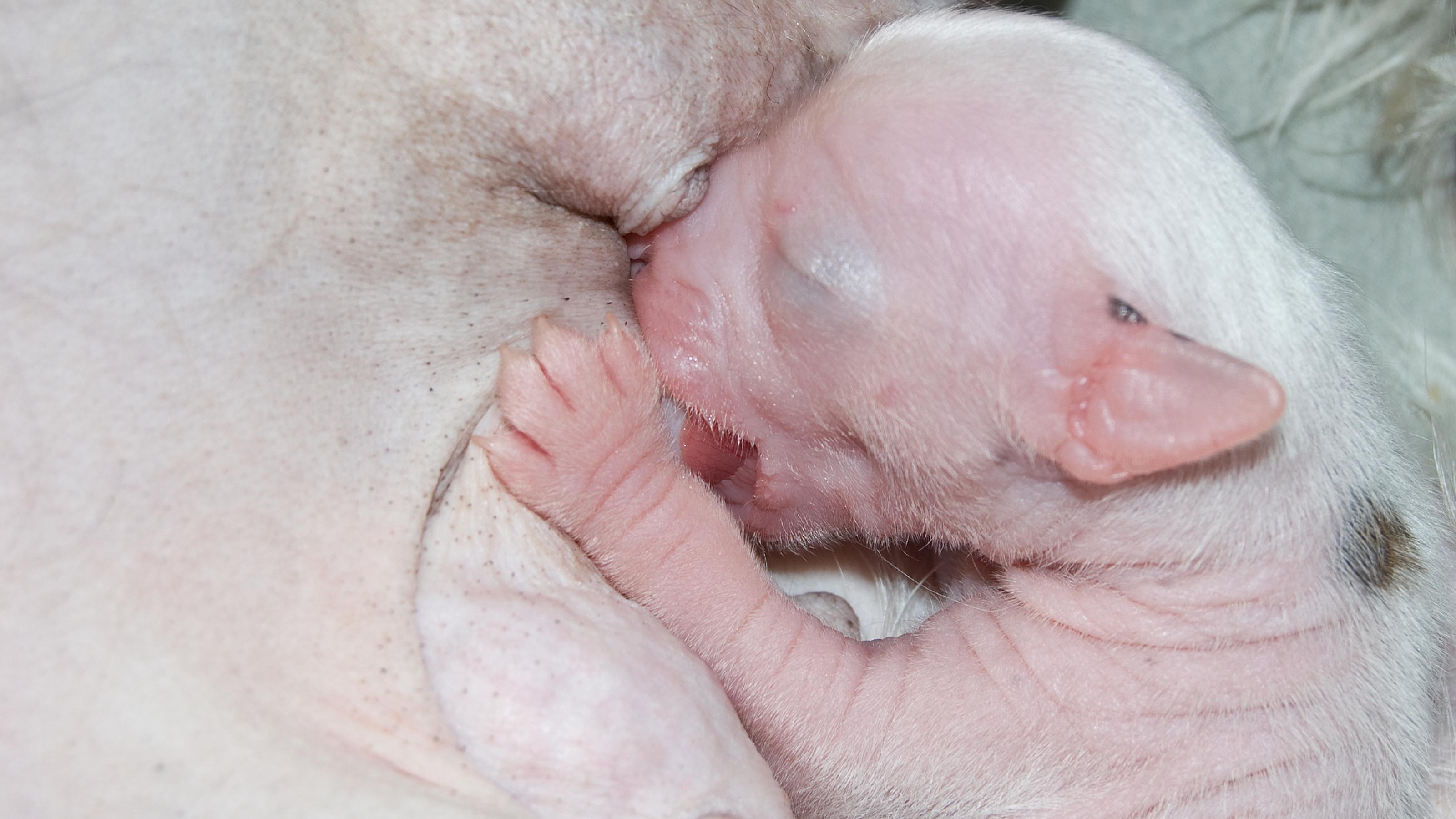 Neugeborener Welpe eines Chinesischen Schopfhundes saugt an der Zitze seiner Mutter