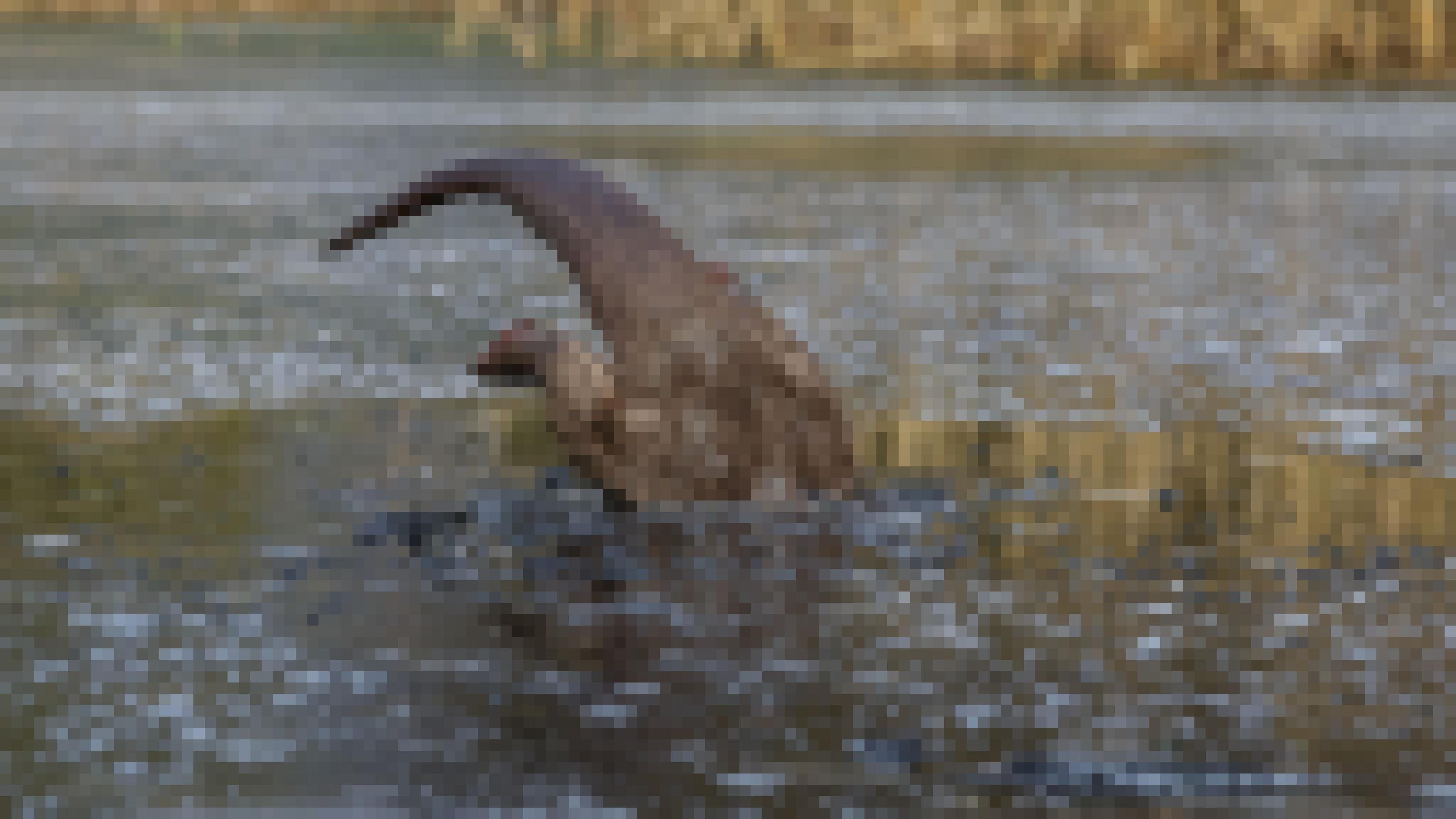 Das Hinterteil eines Fischotters, der in einen eisigen Fluss eintaucht