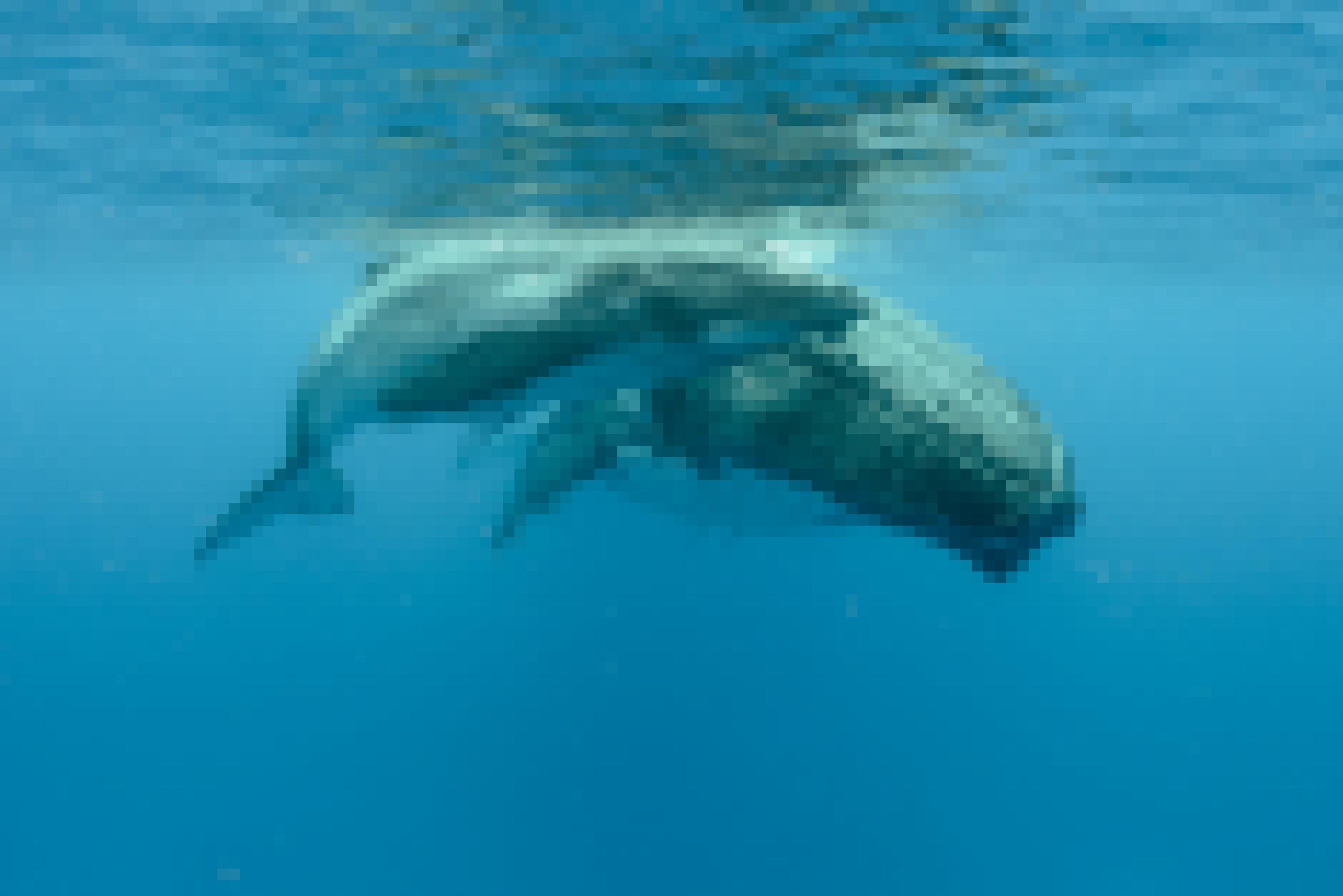 Zwei Buckelwale schwimmen dicht nebeneinander an der Meeresoberfläche.