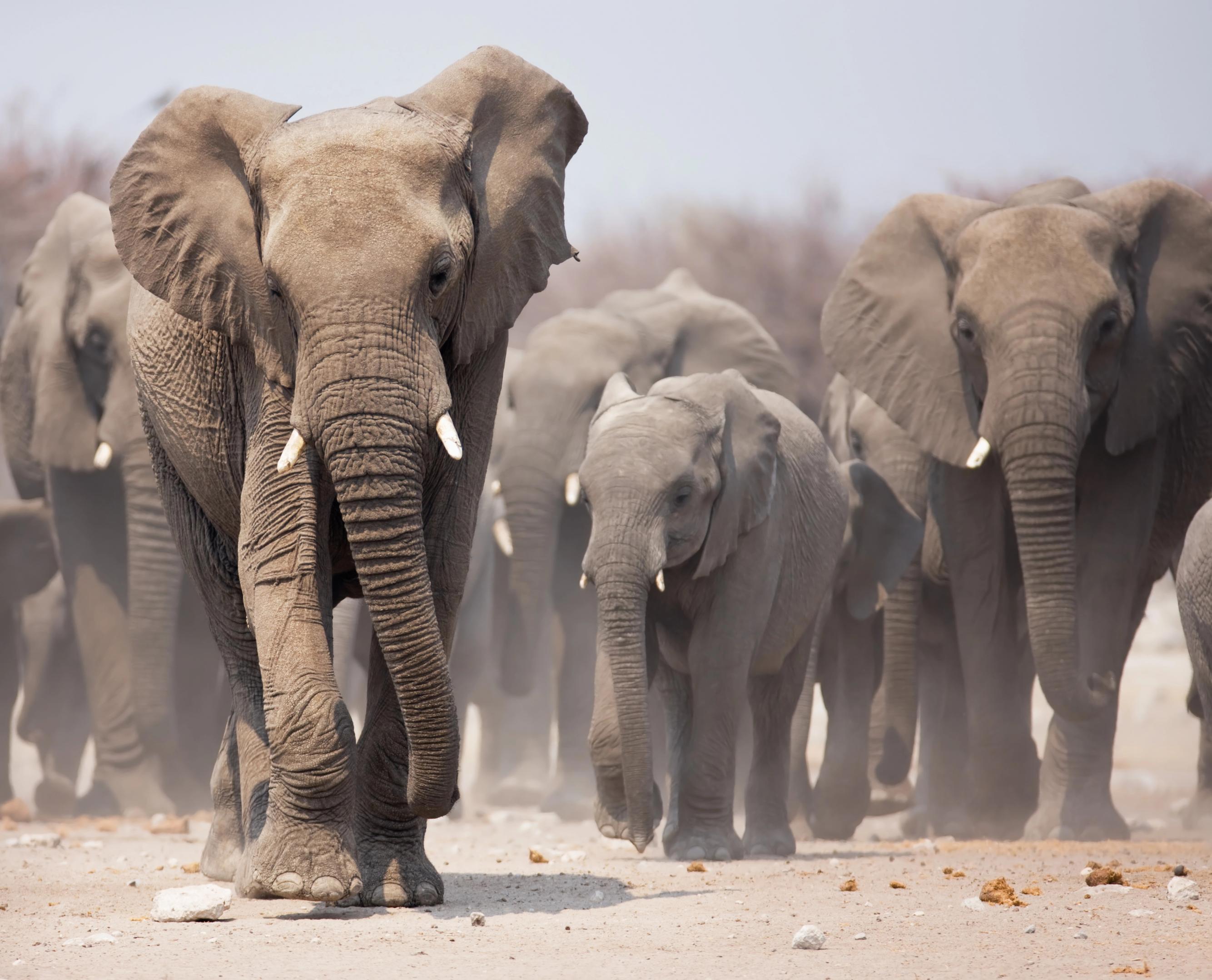Eine Herde von Elefanten, es sind junge und alte Tiere darunter.
