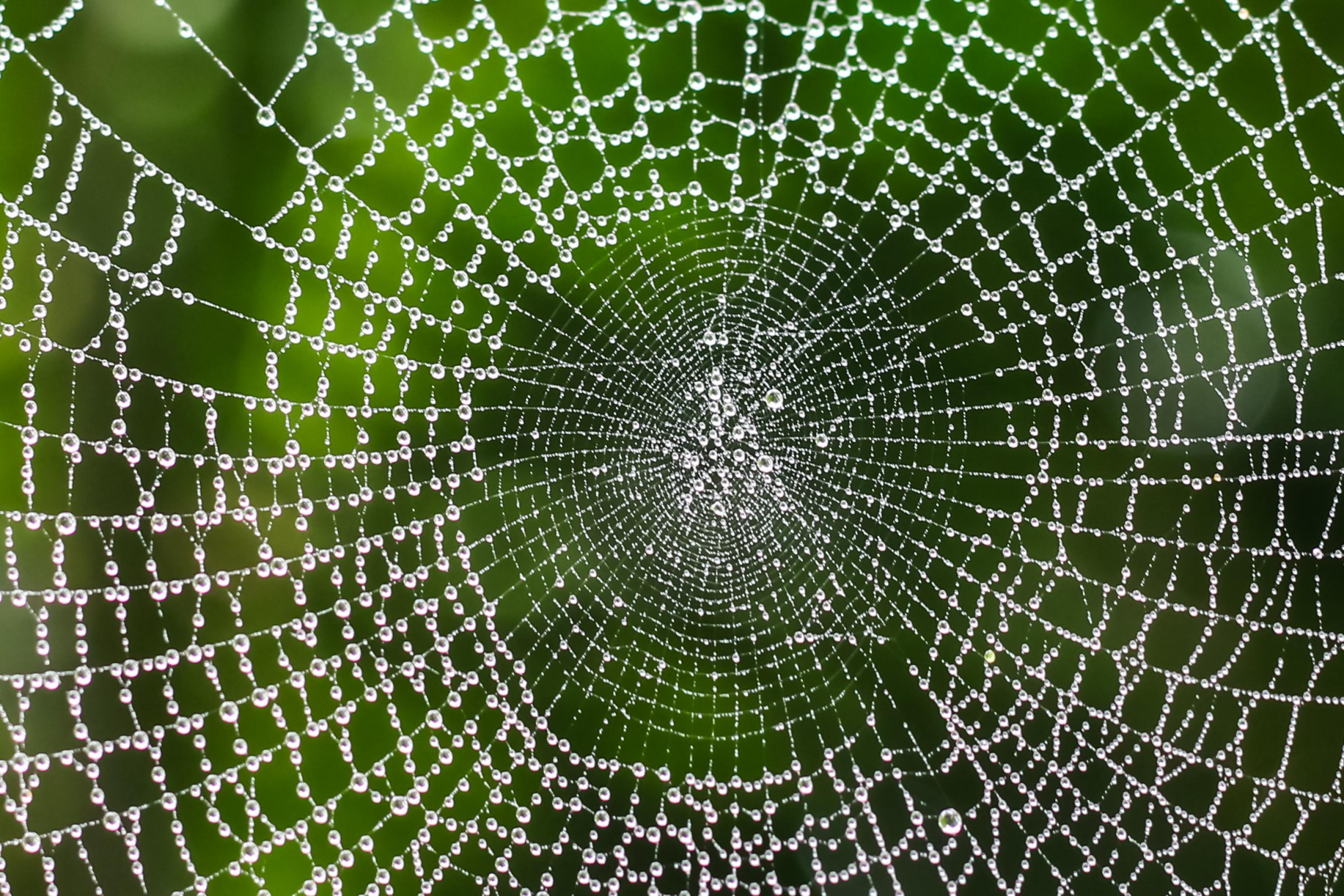 Ein großes Spinnennetz hängt vor einem grünen Hintergrund. An den Spinnfäden befinden sich viele Regentropfen.