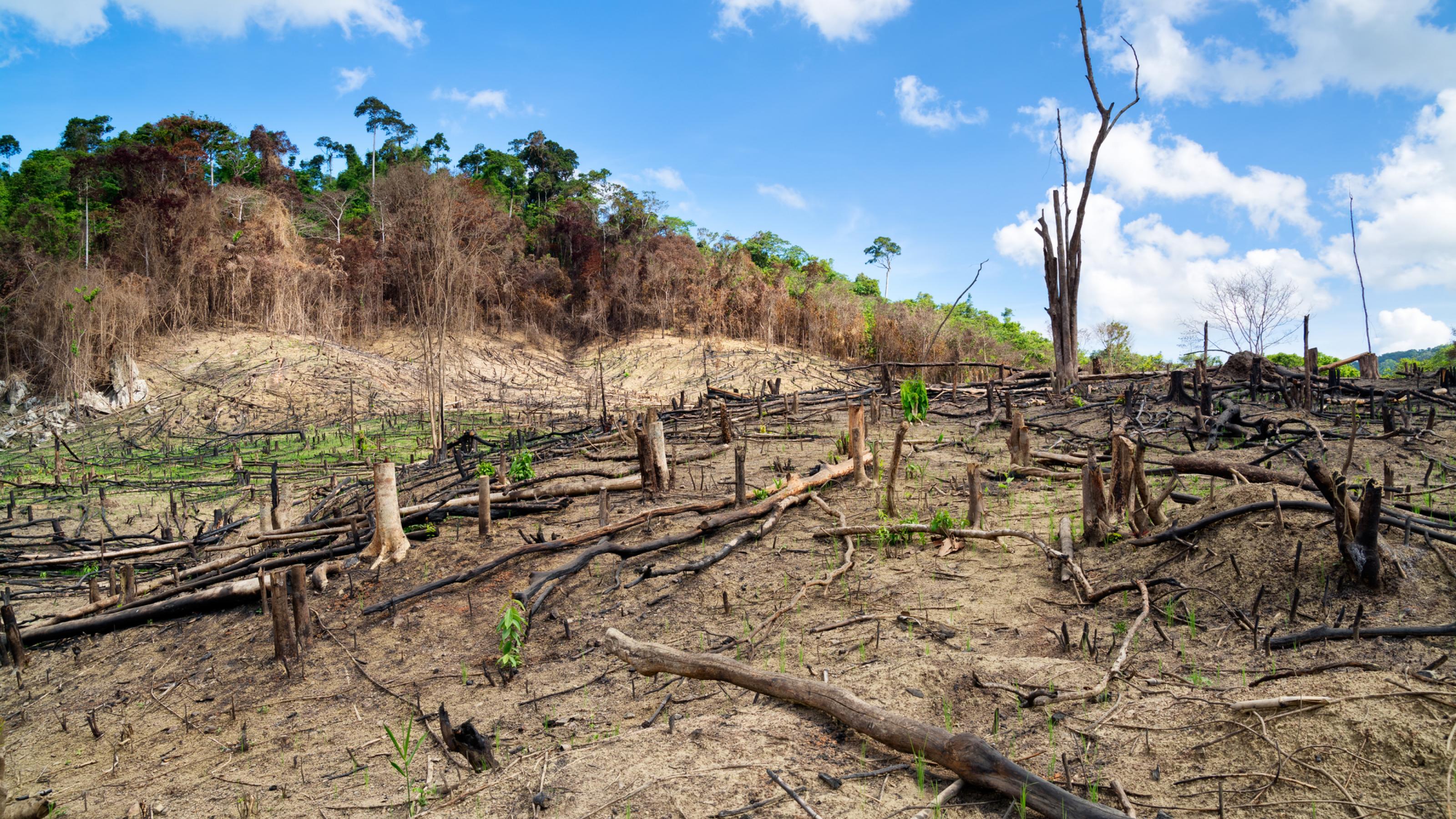 Das Bild zeigt einen zerstörten Regenwald, der teils gerodet, teils abgebrannt wurde.