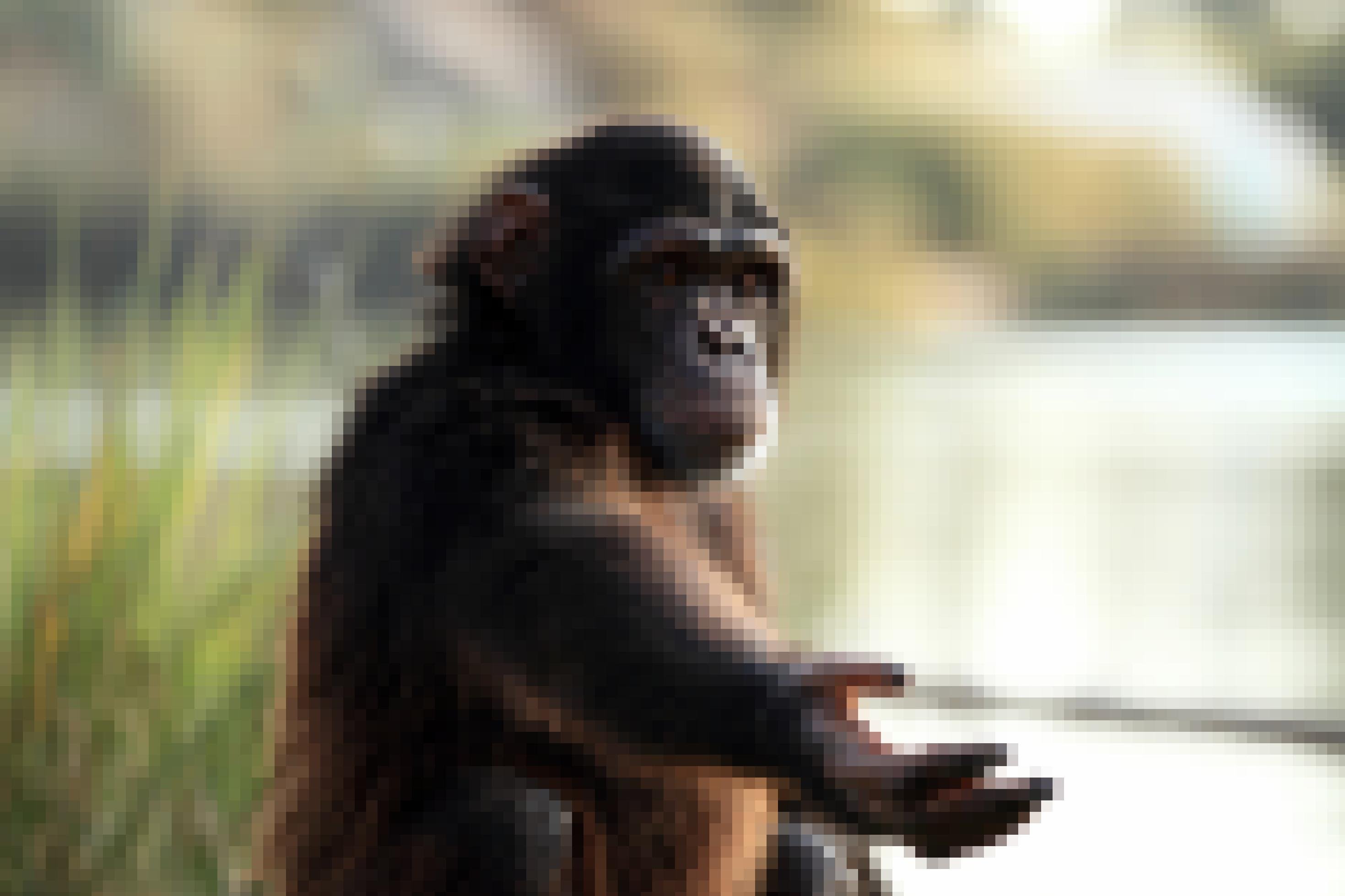 Ein junger Schimpanse streckt den Arm aus und hält dem Betrachter bittend die Hand entgegen