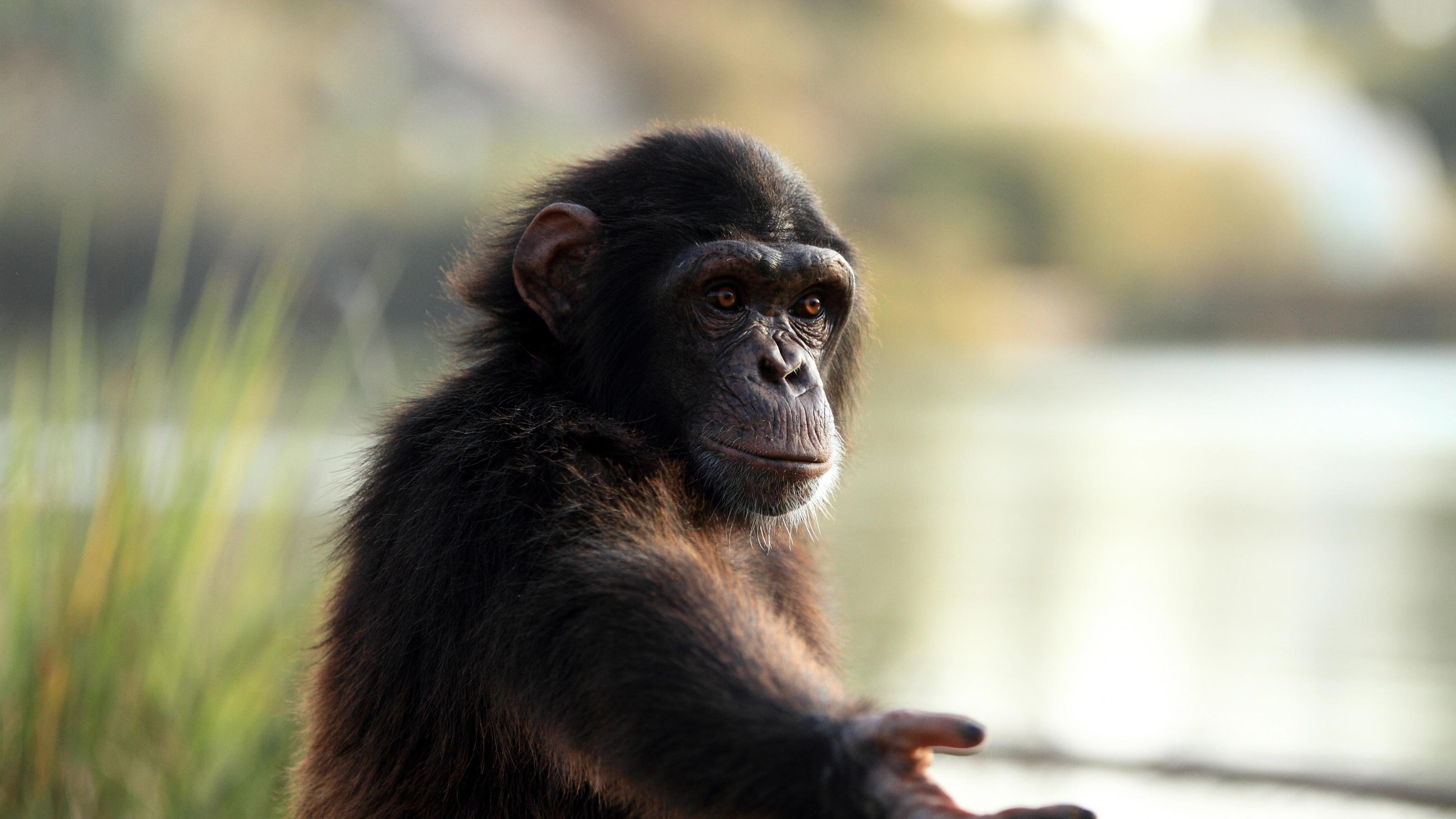 Ein junger Schimpanse streckt den Arm aus und hält dem Betrachter bittend die Hand entgegen