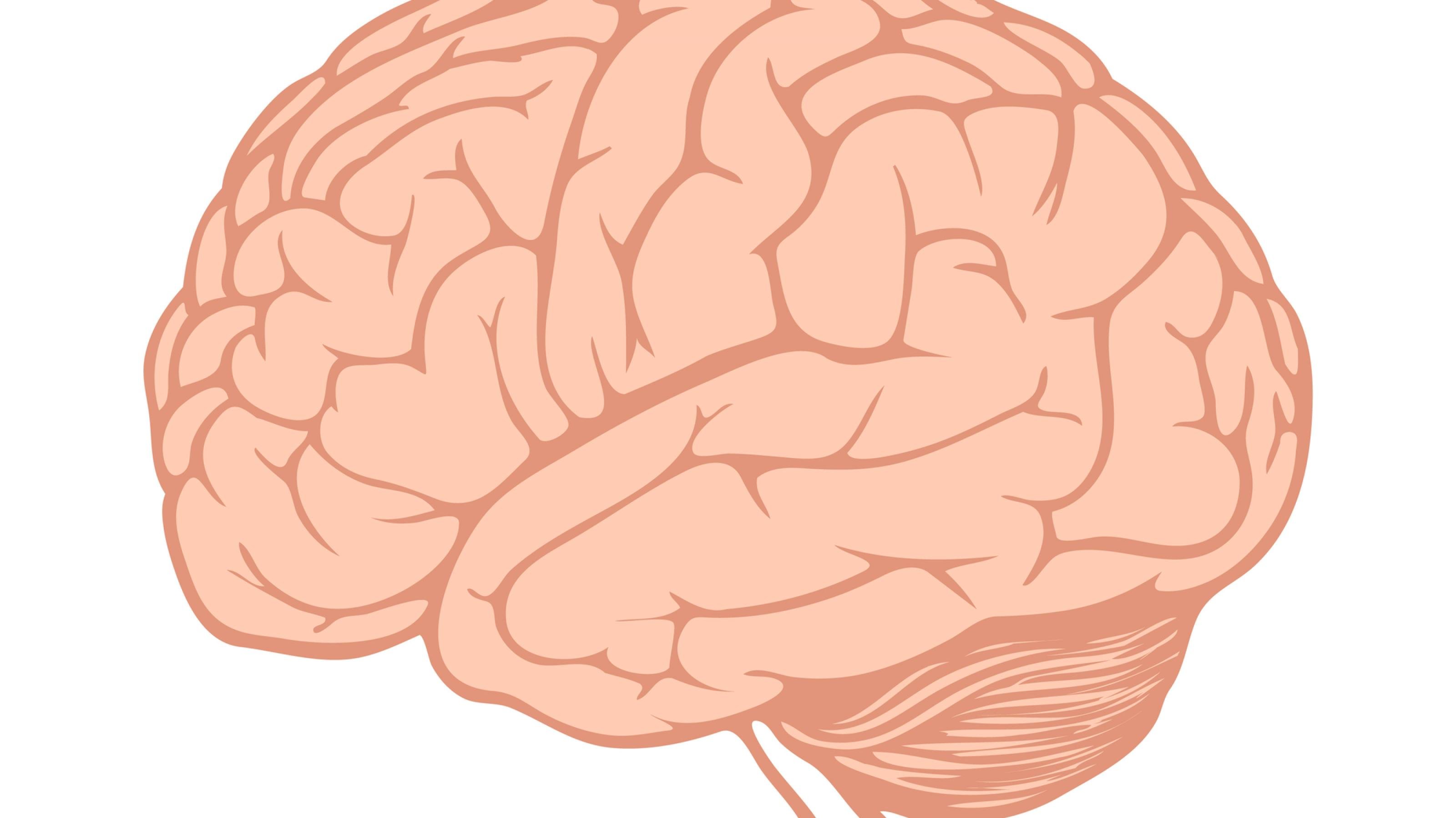 Die Illustration zeigt das menschliche Gehirn.