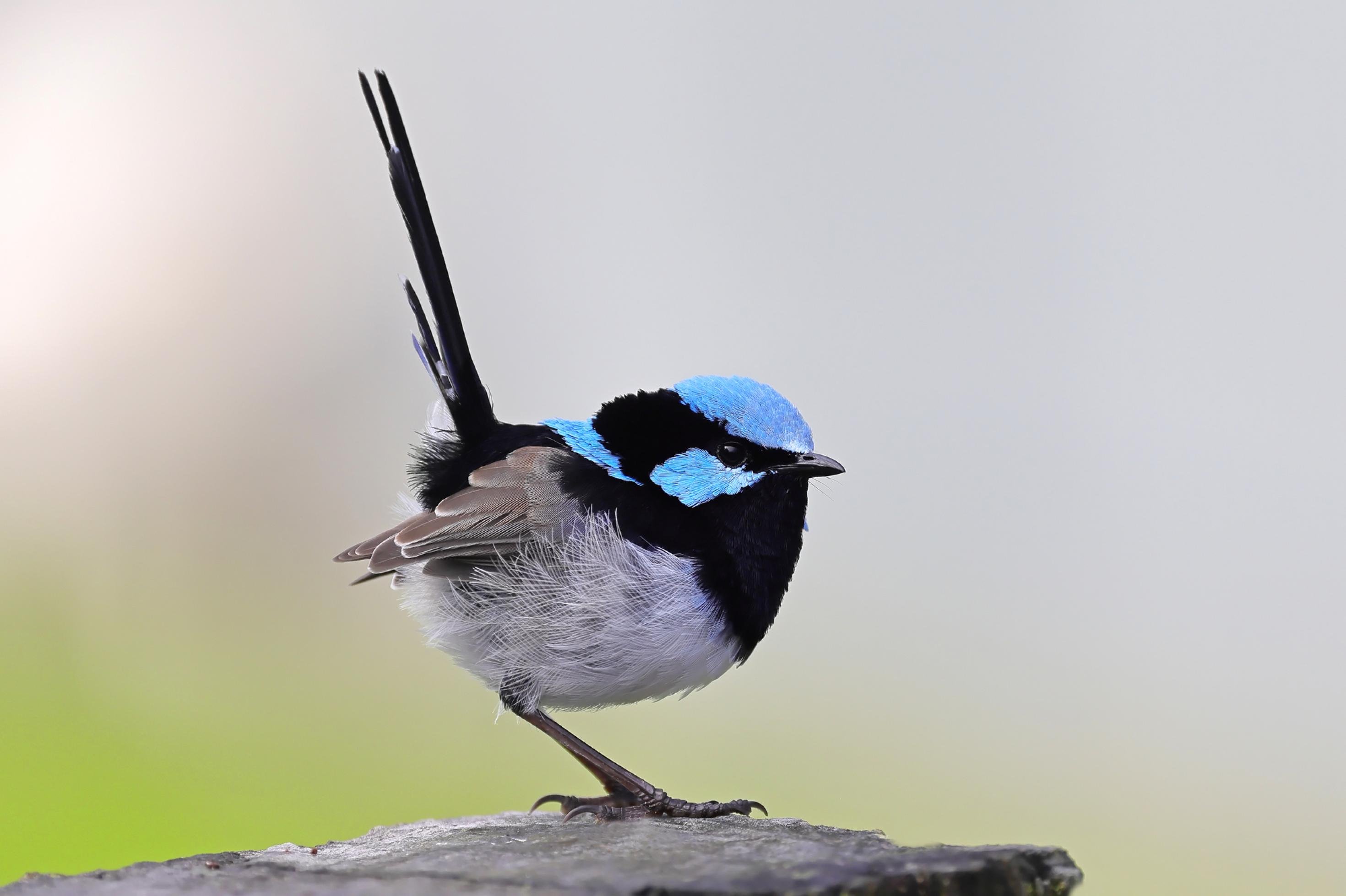 ein kleiner, runder Vogel mit blauem Hals und Rücken sitzt auf dem Boden, etwa so groß wie ein Spatz