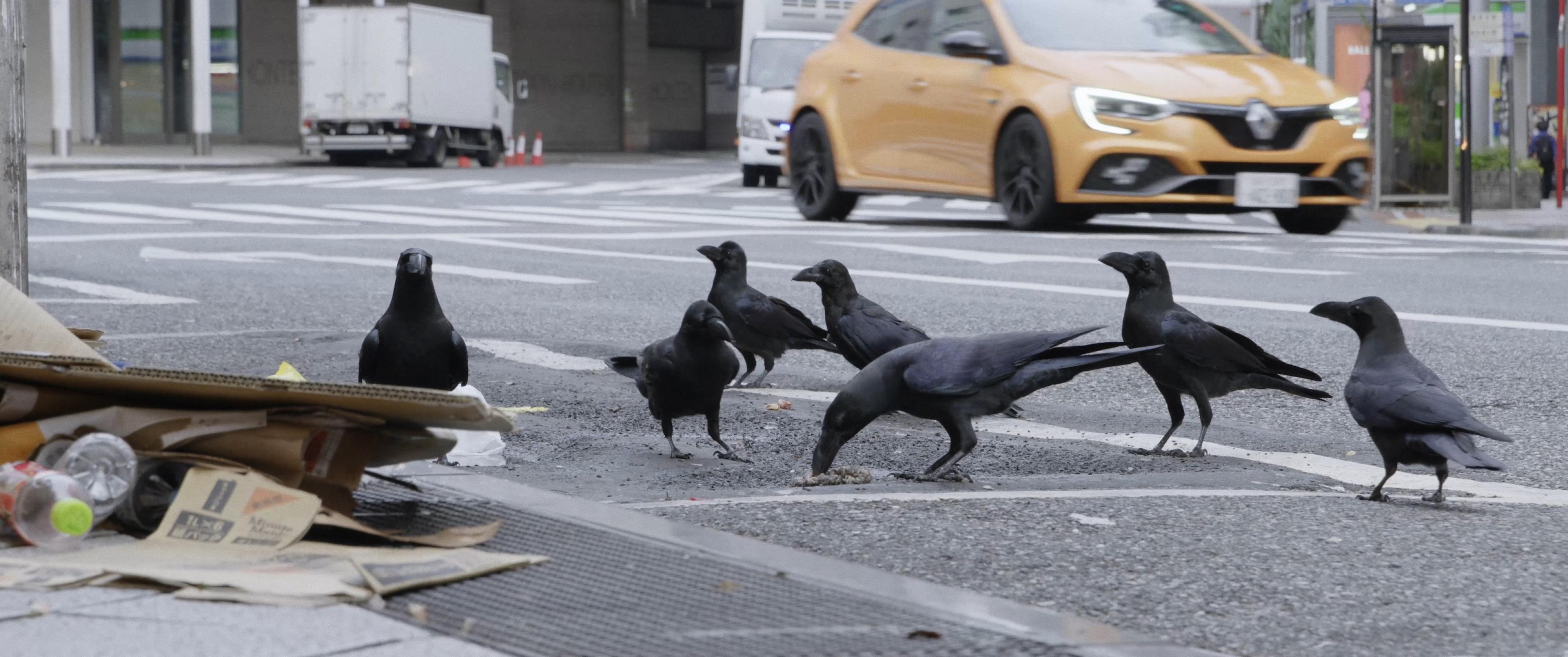 Dickschnabelkrähen suchen auf einer Strasse in Tokyo nach Fressbarem im Abfall.