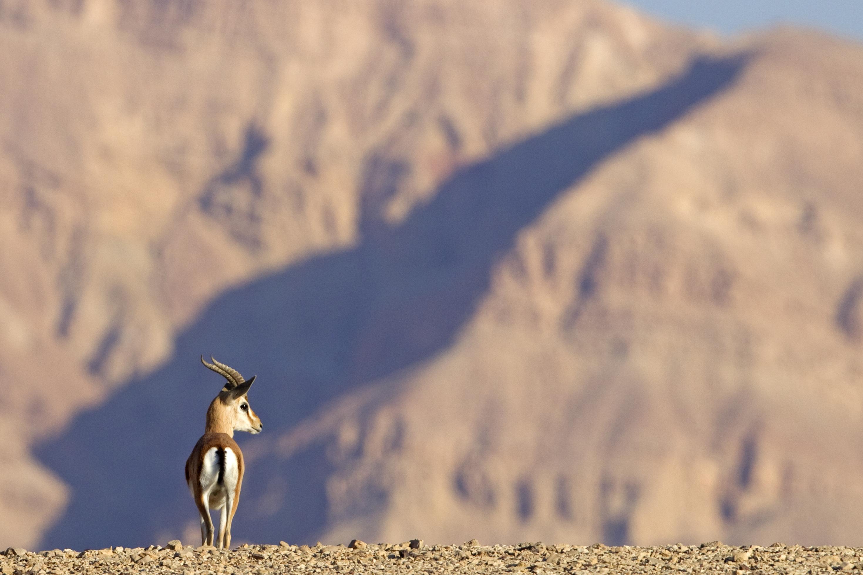 Eine Gazelle in der Wüste
