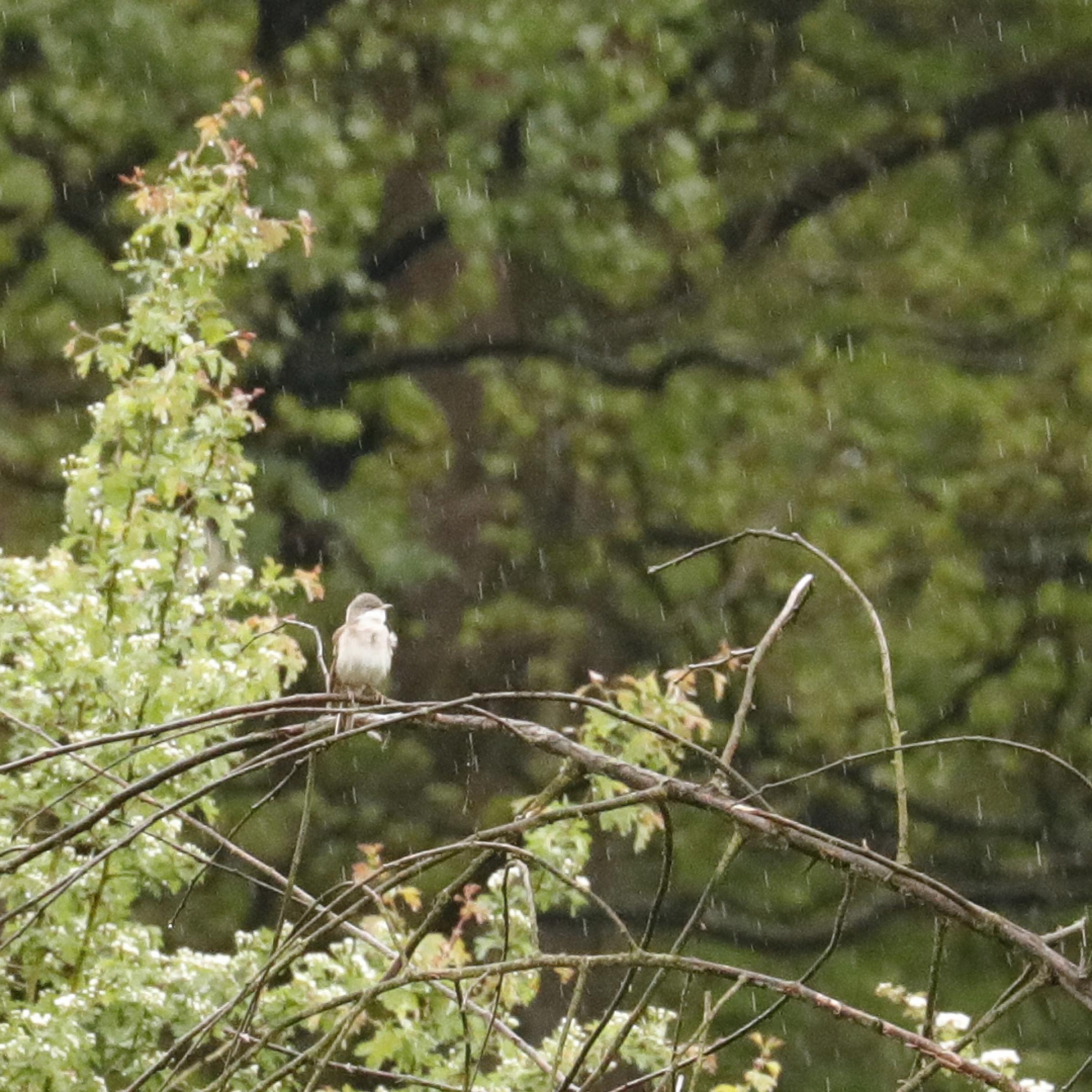 Auf dem obersten Zweig eines Dornbuschs, auf den es kräftig regnet, sitzt eine Dorngrasmücke und singt