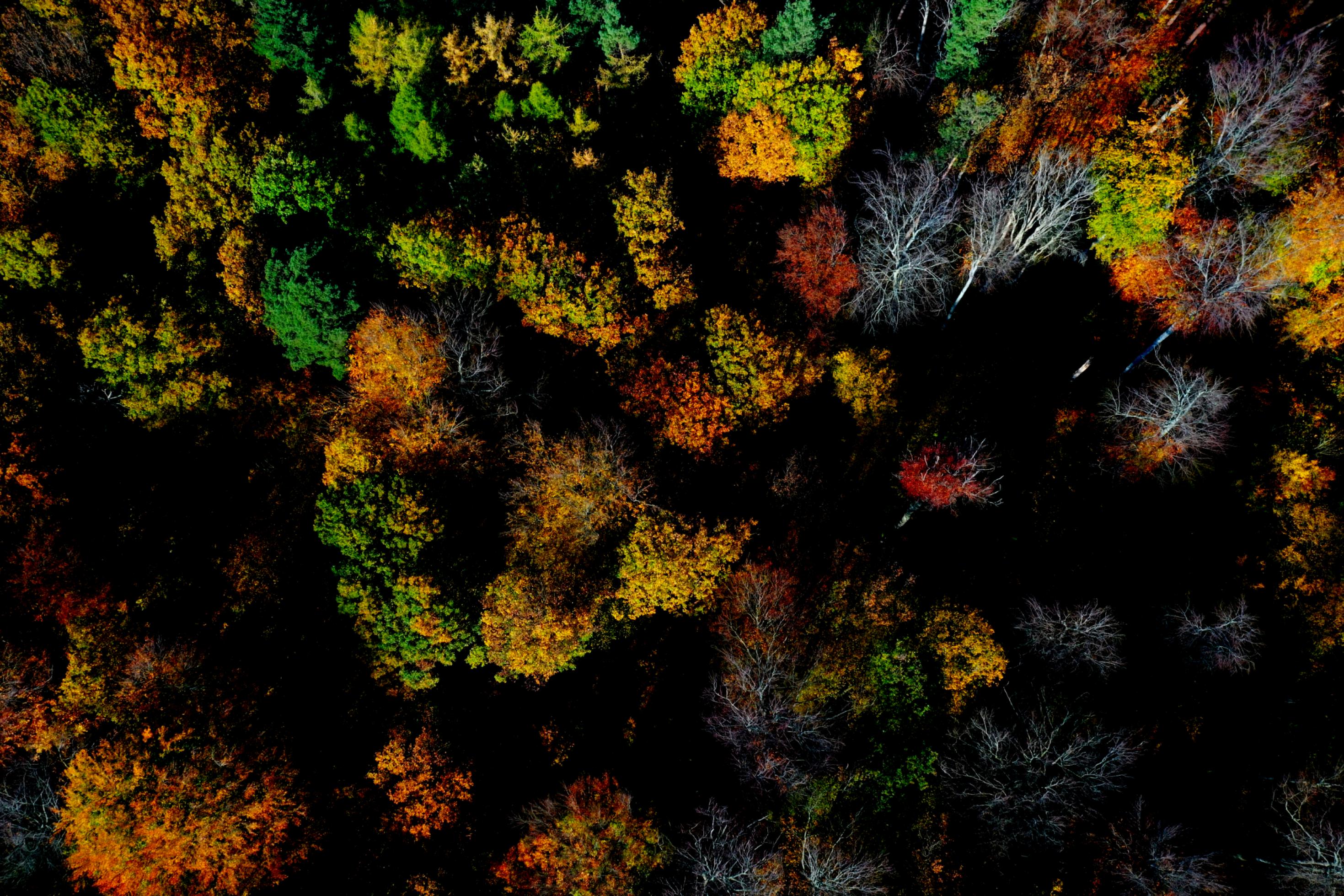 Herbstlicher Laubwald von oben fotografiert