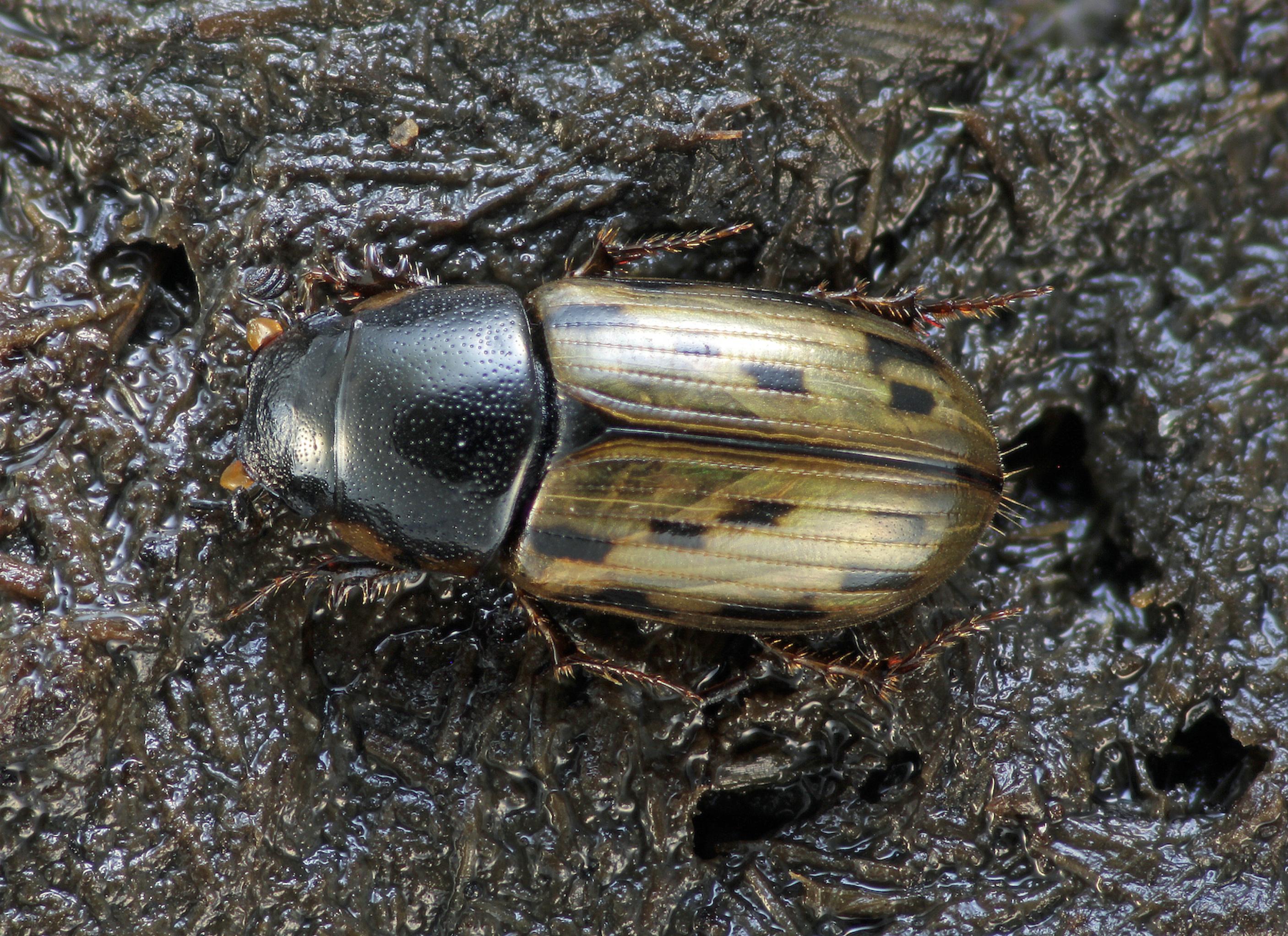Der Dungkäfer Aphodius conspurgatus ist ein hübscher, golden schimmender Käfer