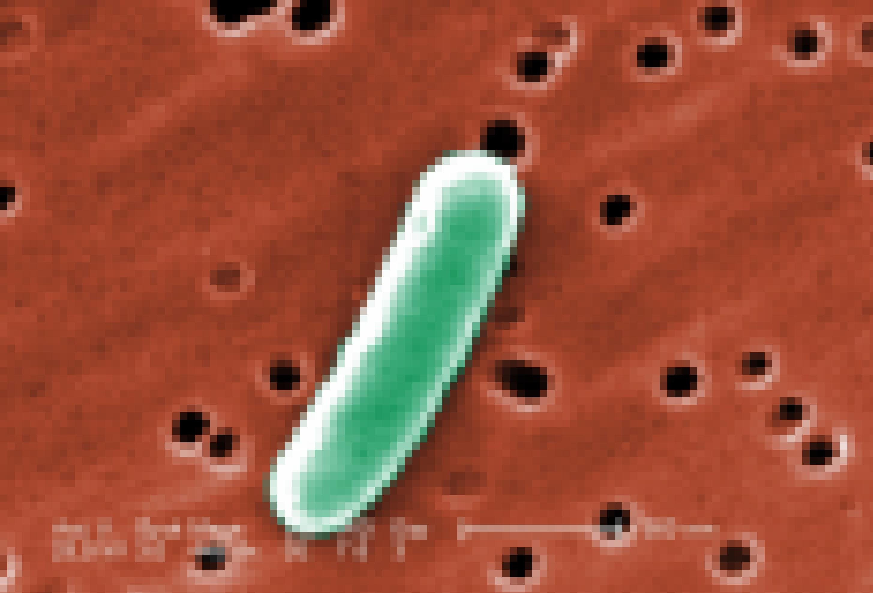 Ein Bakterium unter dem Elektronenmikroskop
