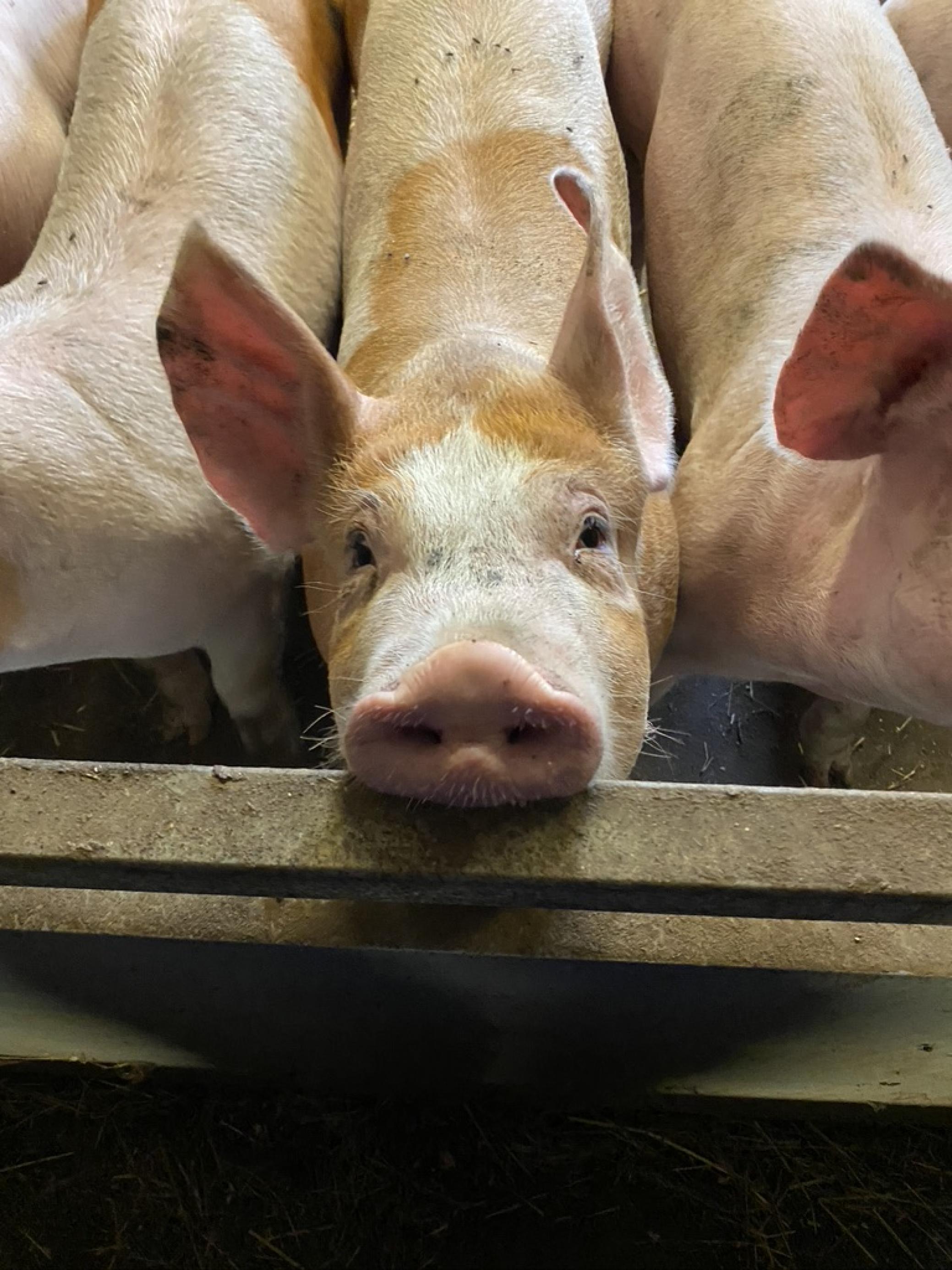 Ein junges Schwein in einem Nutztierstall, dicht gedrängt neben anderen. Es schaut die Betrachterin direkt an.