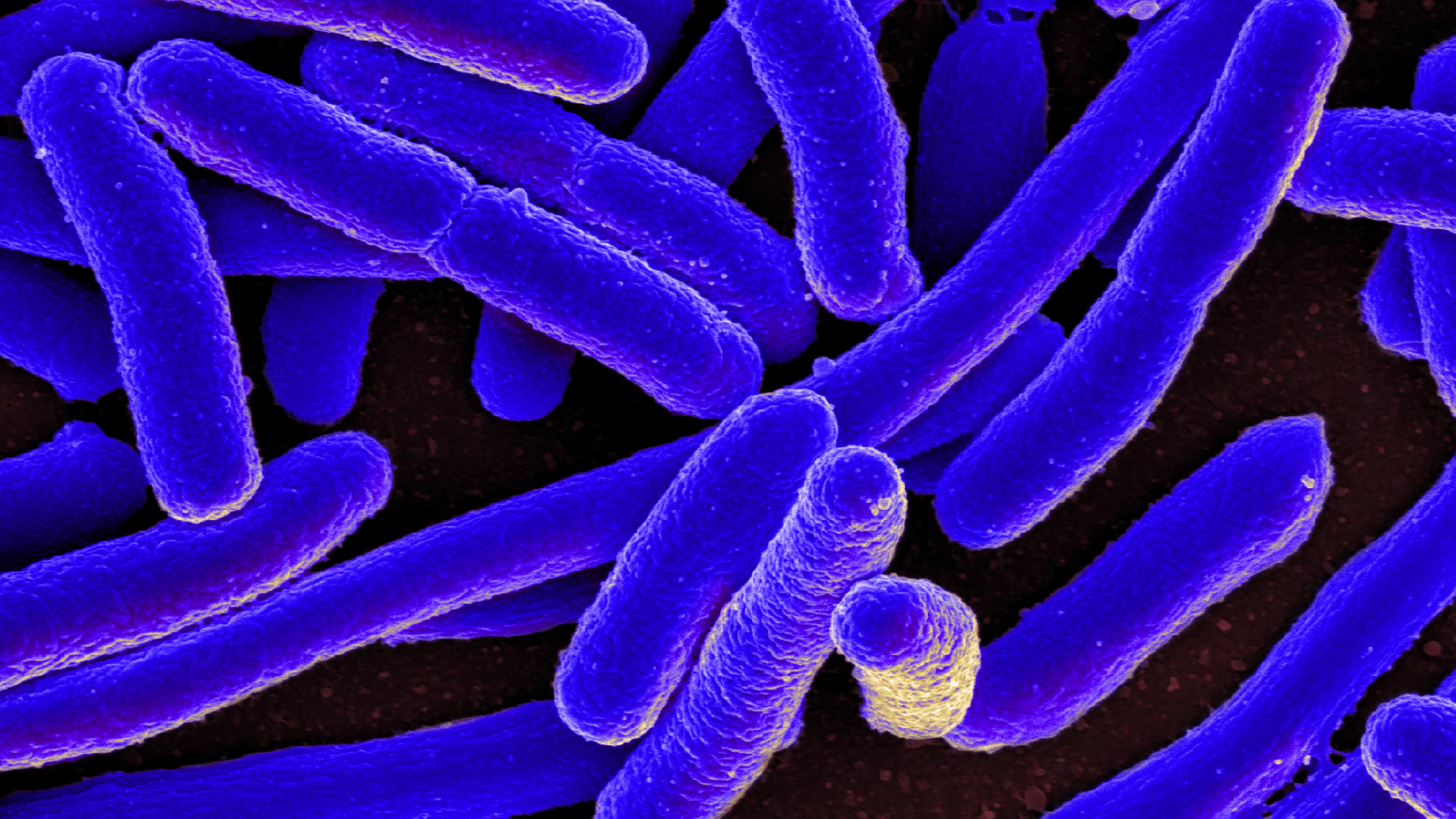 Lange, stäbchenförmige Escherichia-coli-Bakterien in rasterelektronenmikroskopischer Auflösung. Die Bakterien wurden im Nachhinein blau eingefärbt und wirken sehr plastisch.