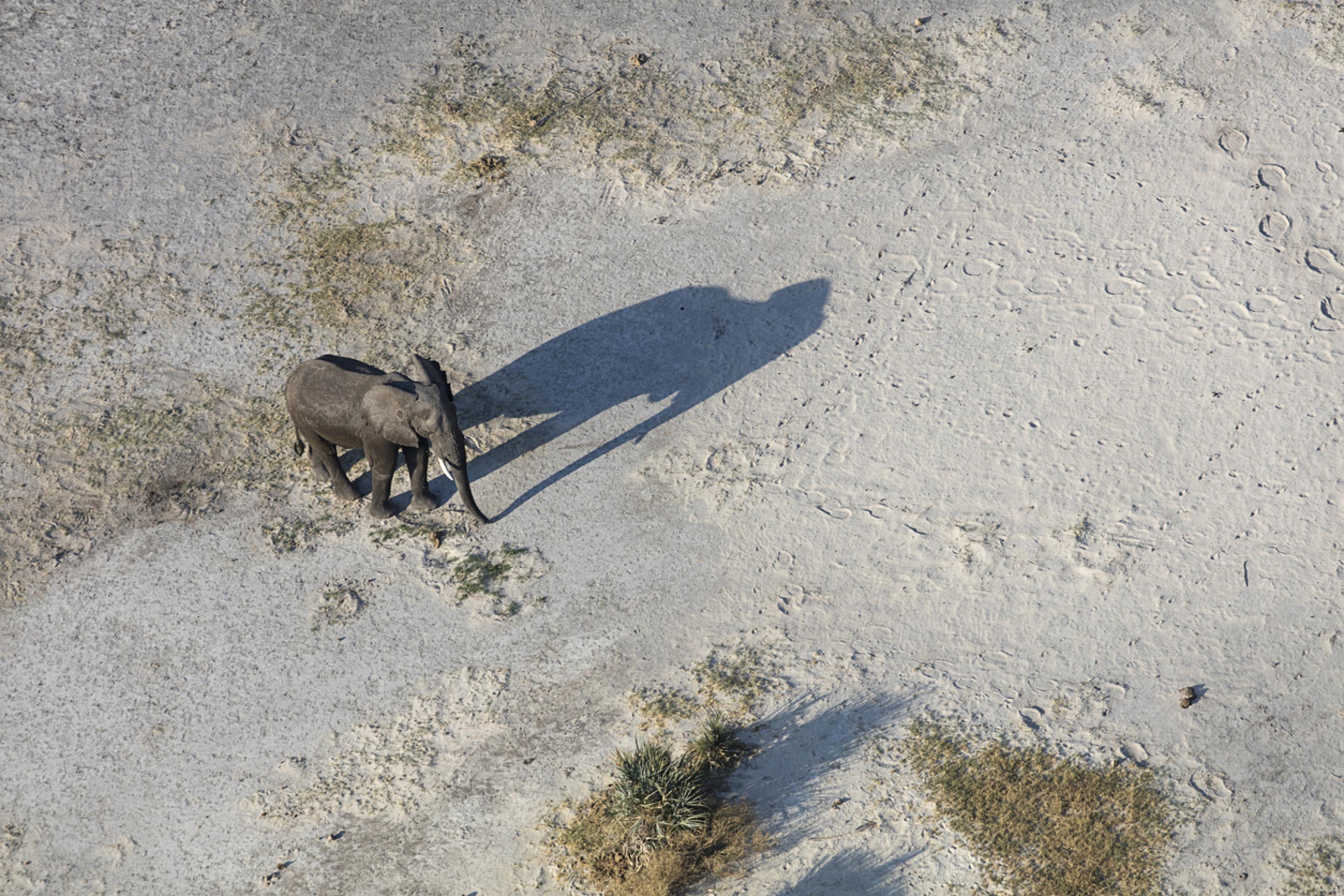 Ein Elefant wandert durch eine vertrocknete Region des Okavango-Deltas, nur von seinem Schatten begleitet.