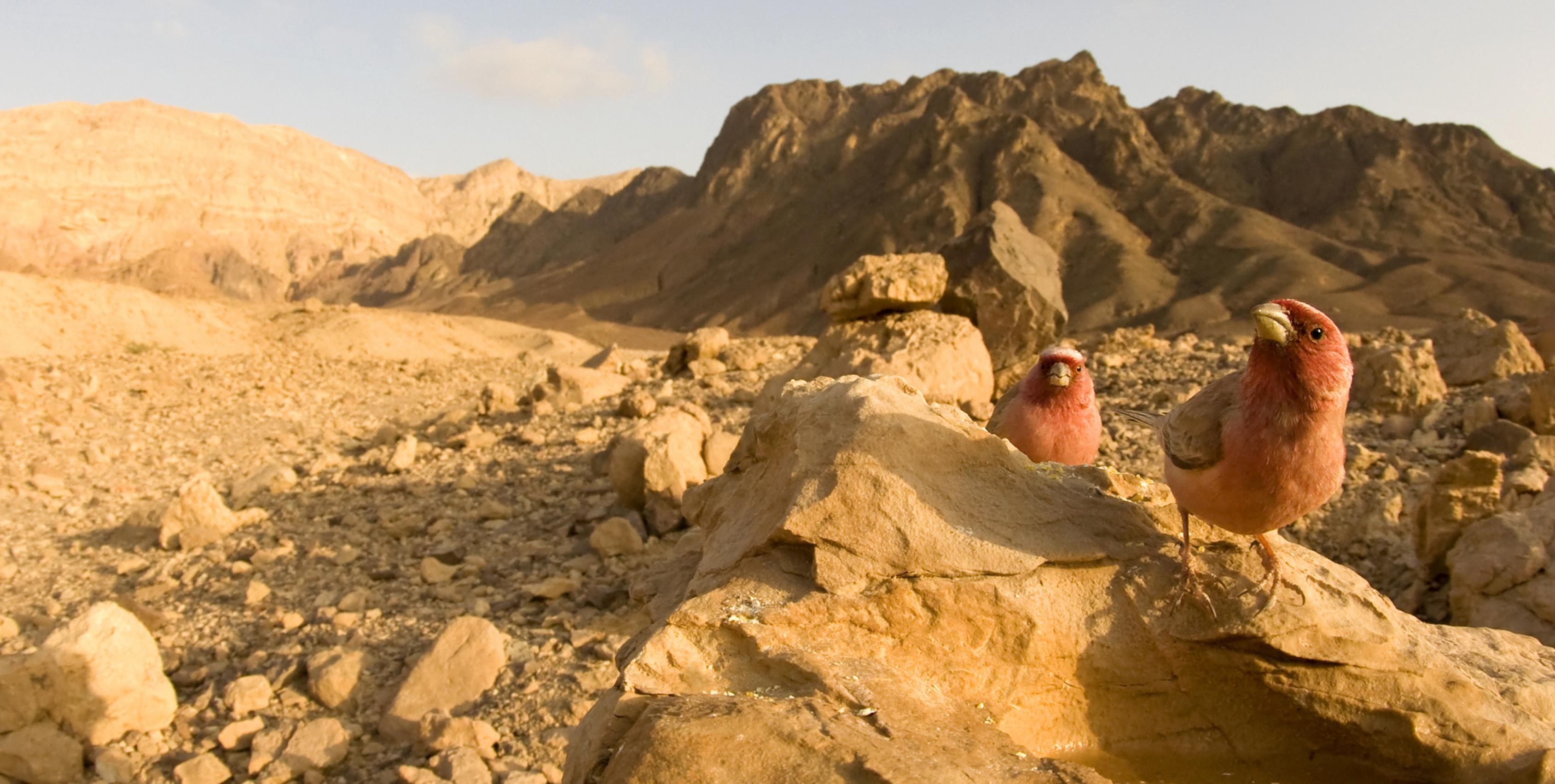 ein Vogel auf einem Felsen in der Wüste [AI]