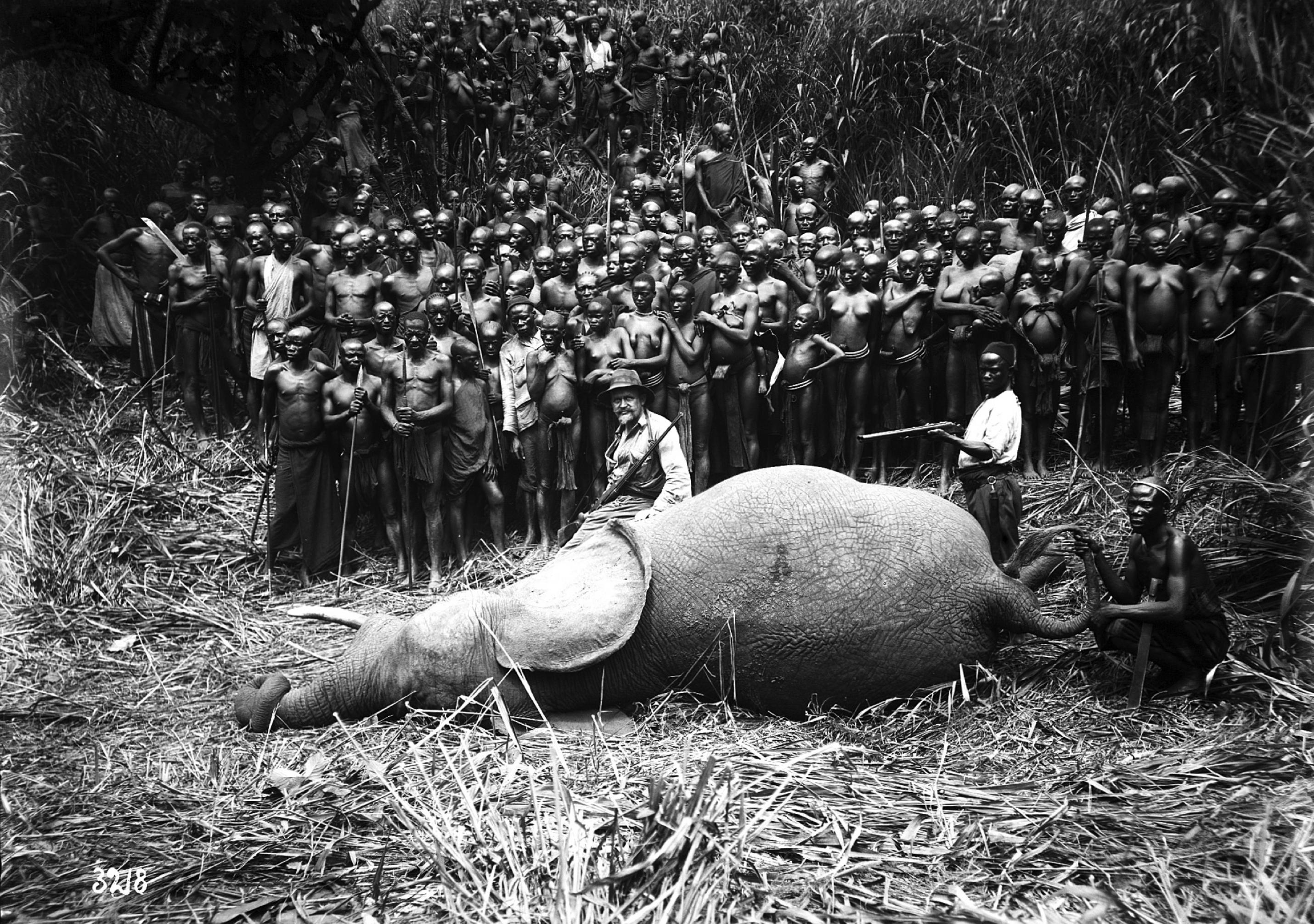 Historisches Foto eines erlegten Elefanten mit weißem Jäger und zahlreichen afrikanischen Helfern.