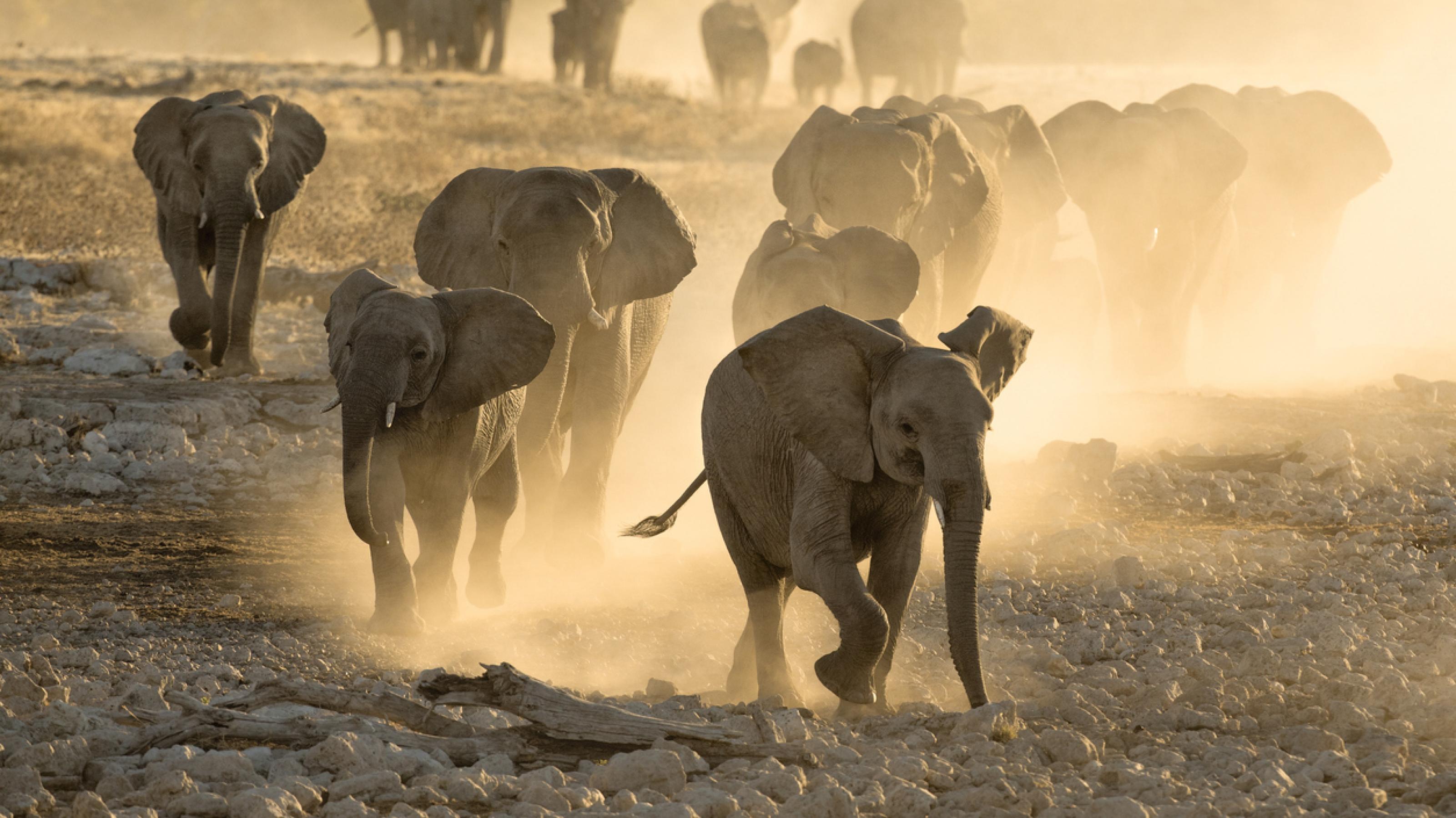 Eine Elefantenherde rast in der Abenddämmerung voller Vorfreude auf ein Wasserloch in der Kalahariwüste zu – im Vordergrund halbwüchsige Elefanten.