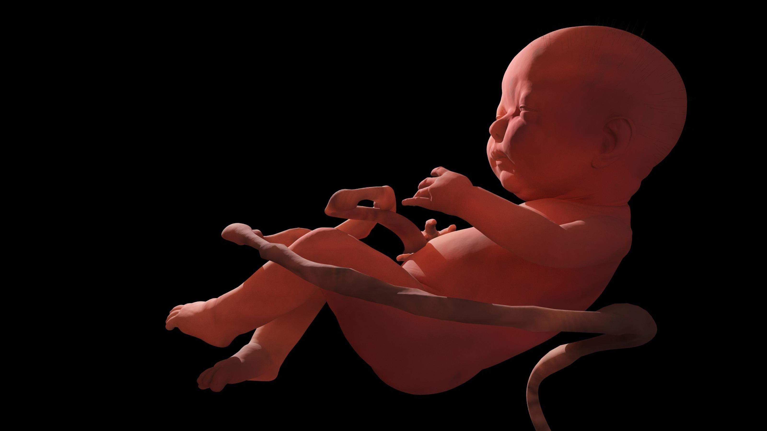 Dreidimensionale Illustration eines menschlichen Fötus in der Gebärmutter.