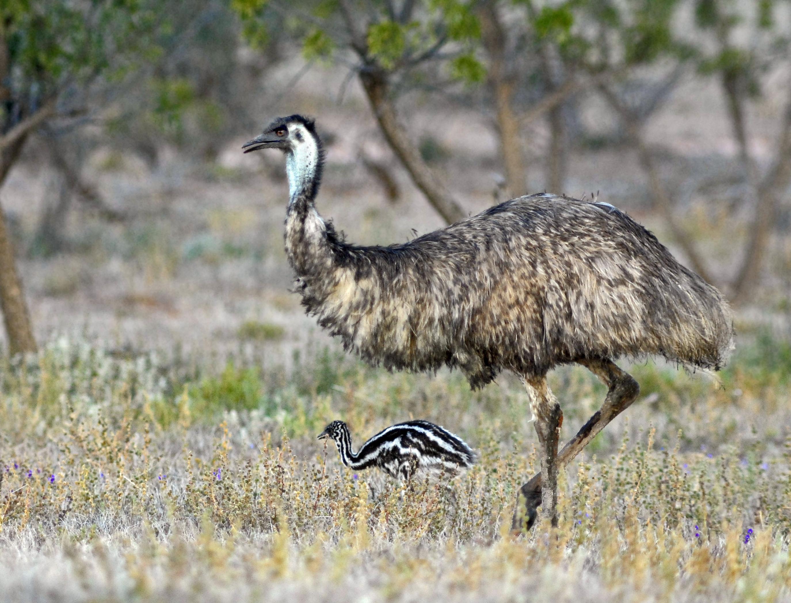 Ein erwachsener Emu geht durch die Steppe, zu seinen Füßen ein Emu-Küken